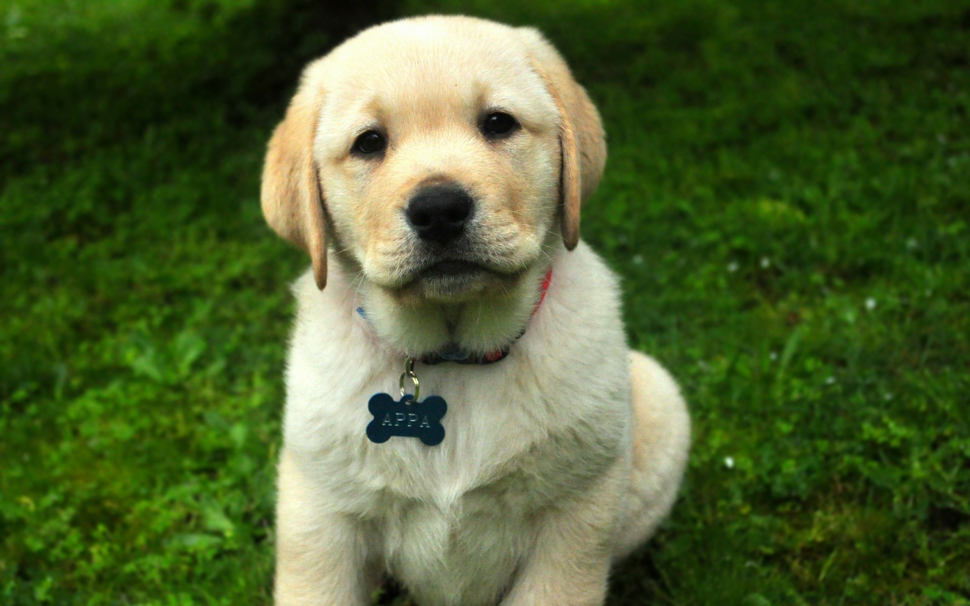 katze hund haustier hundesportler niedlich säugetier welpe retriever tier rasse liebenswert gras porträt inländische stammbaum anzeigen sitzen reinrassig wenig fell