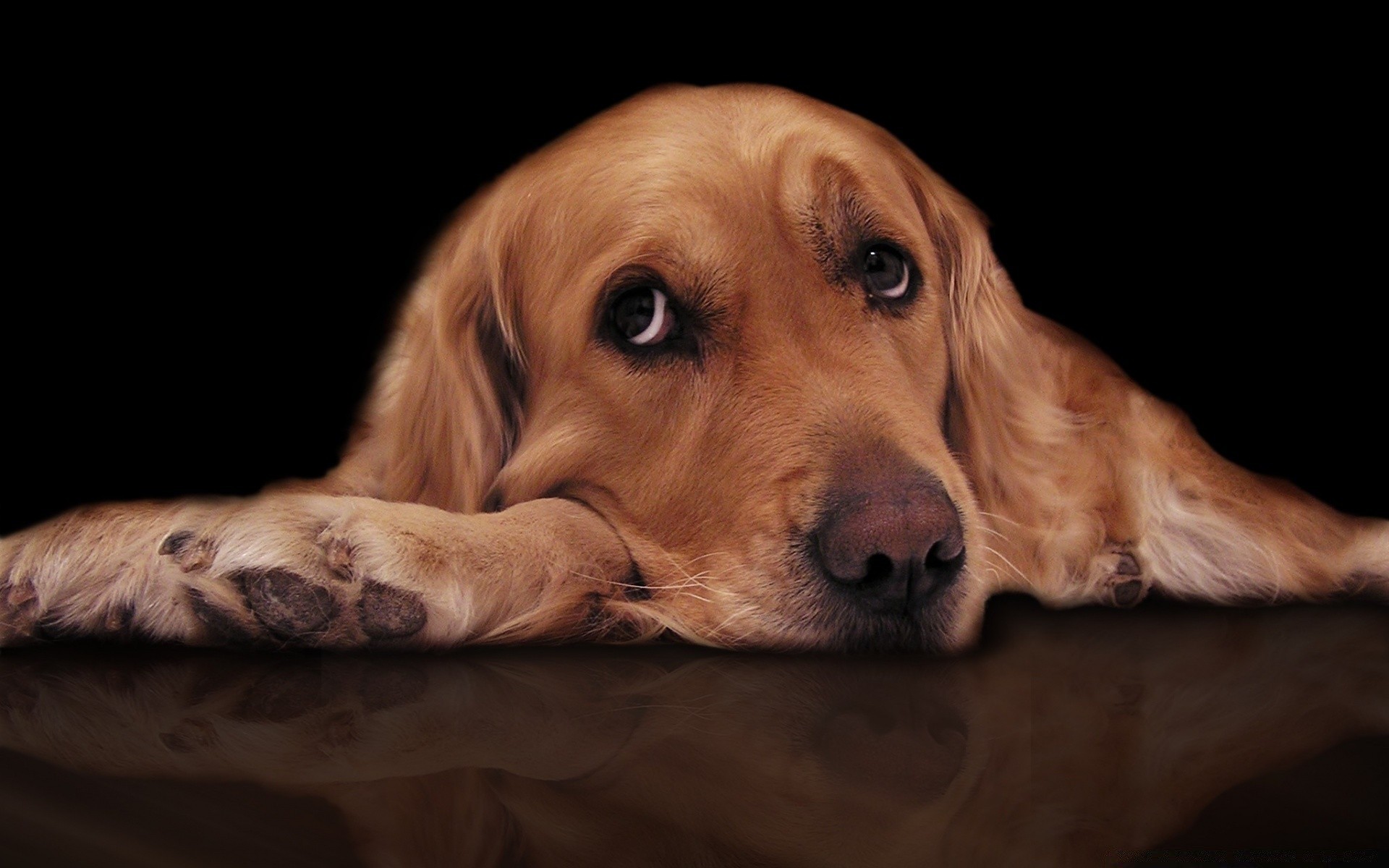 cani cane animale domestico ritratto canino mammifero carino animale cucciolo retriever sedersi studio