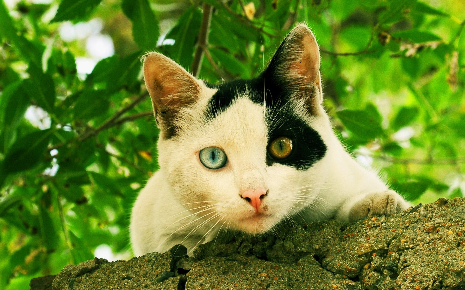 gatos natureza fofa olho animal pequeno retrato jovem ao ar livre pele grama