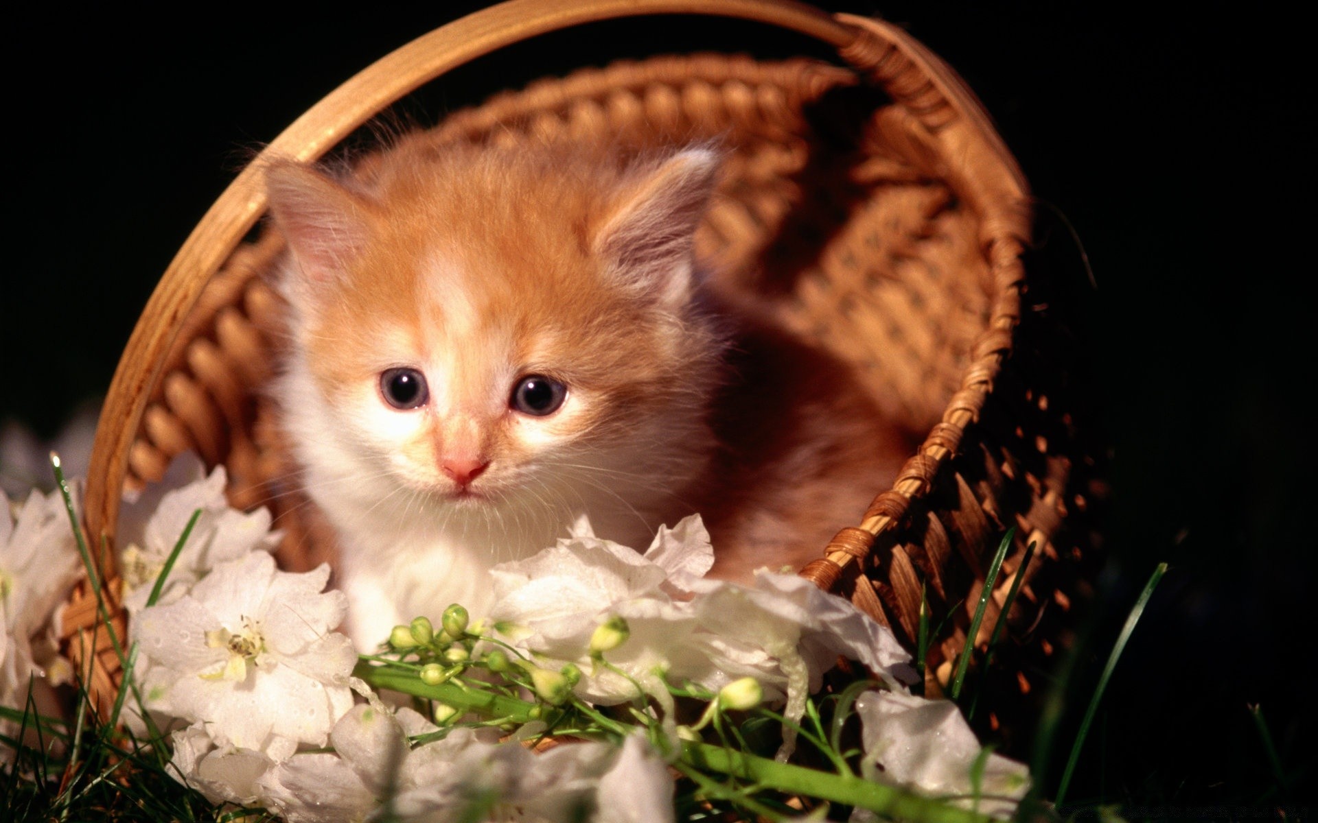 котенок корзина ромашки kitten basket chamomile бесплатно