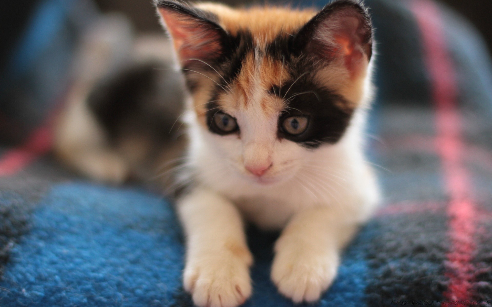 gatos lindo gato retrato ojo piel gatito pequeño mascota niño joven animal mamífero doméstico curiosidad viendo solo