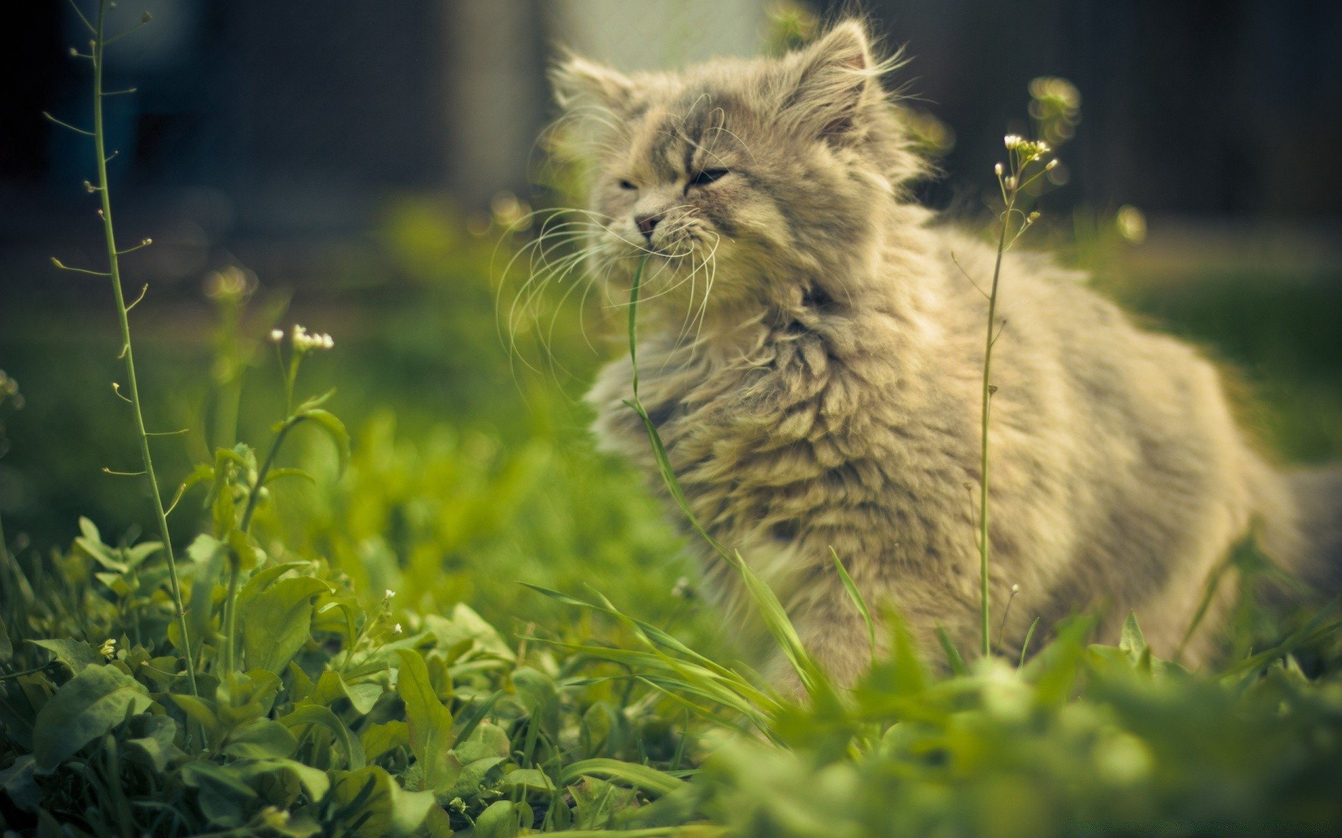 gatos gato naturaleza animal mamífero hierba pequeño al aire libre lindo