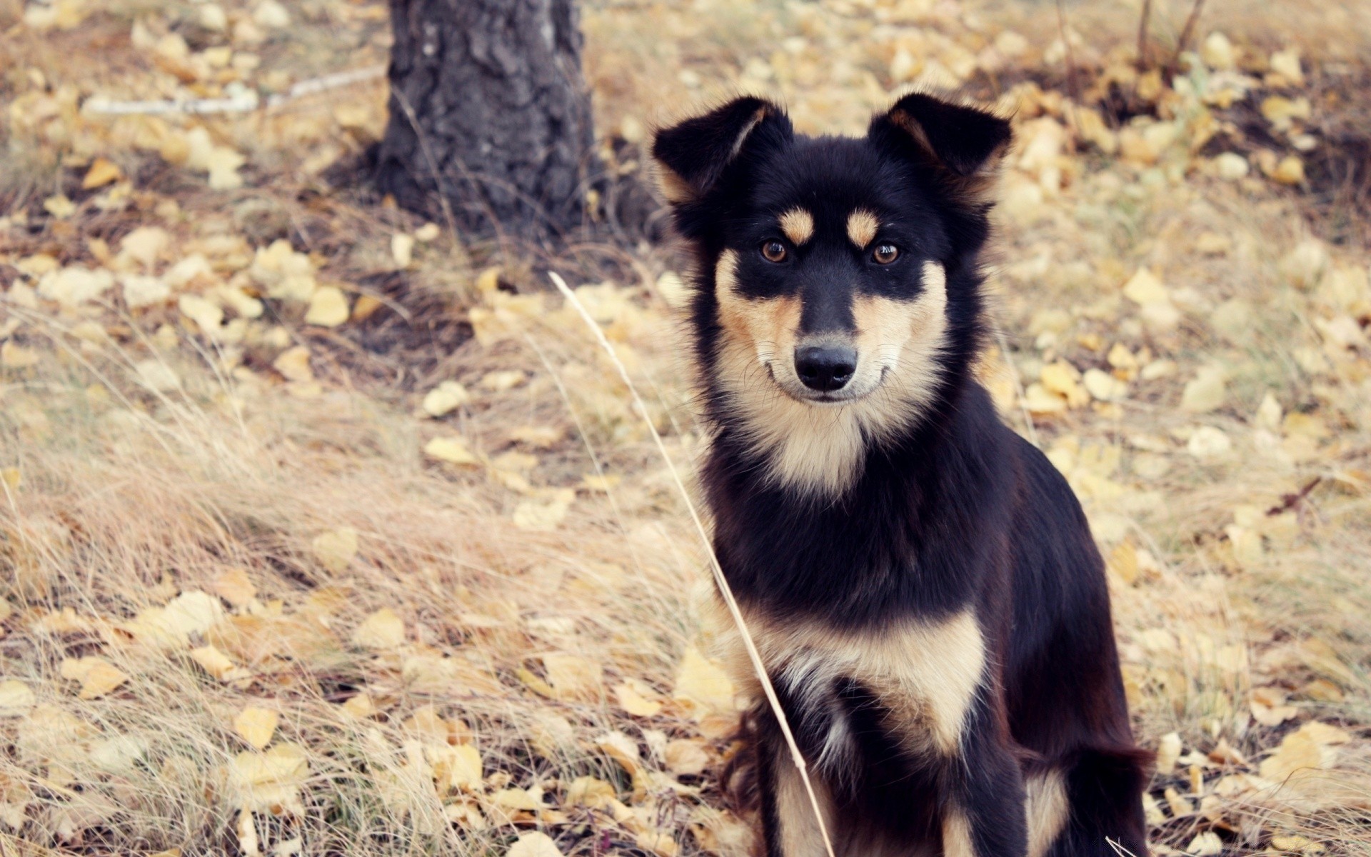 hunde säugetier natur tier tierwelt im freien wild porträt niedlich gras hund