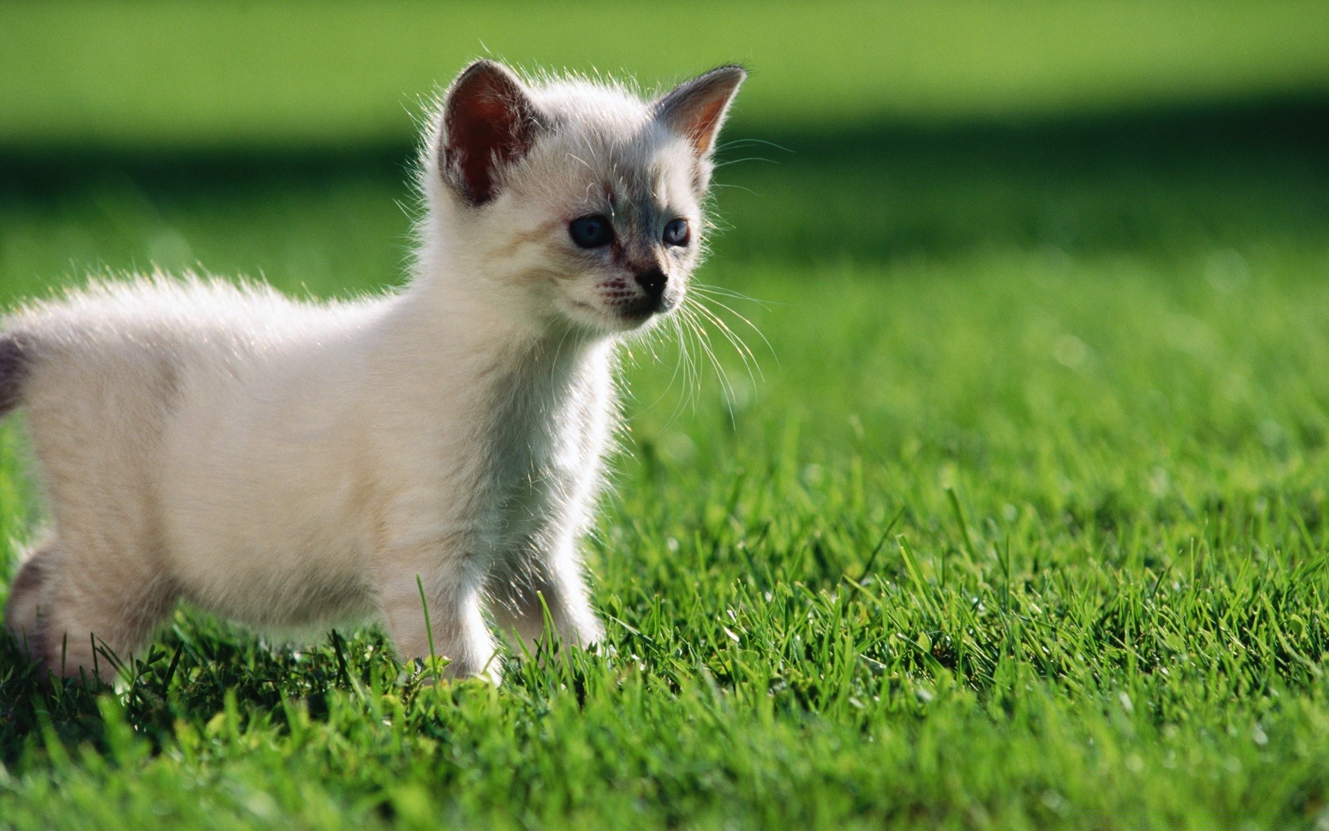 cats grass animal mammal cute pet little cat fur young nature baby domestic hayfield portrait field eye dog