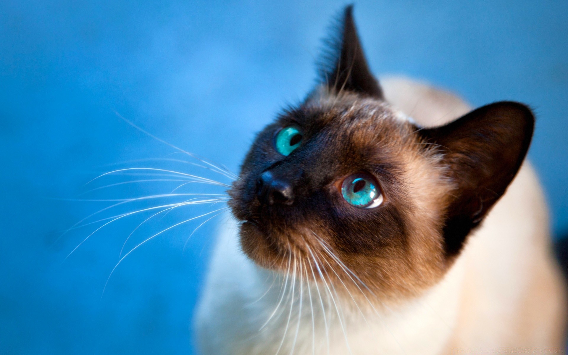 chat mignon mammifère portrait animal animal chat oeil fourrure jeune petit chaton aperçu unique enfant domestique curiosité