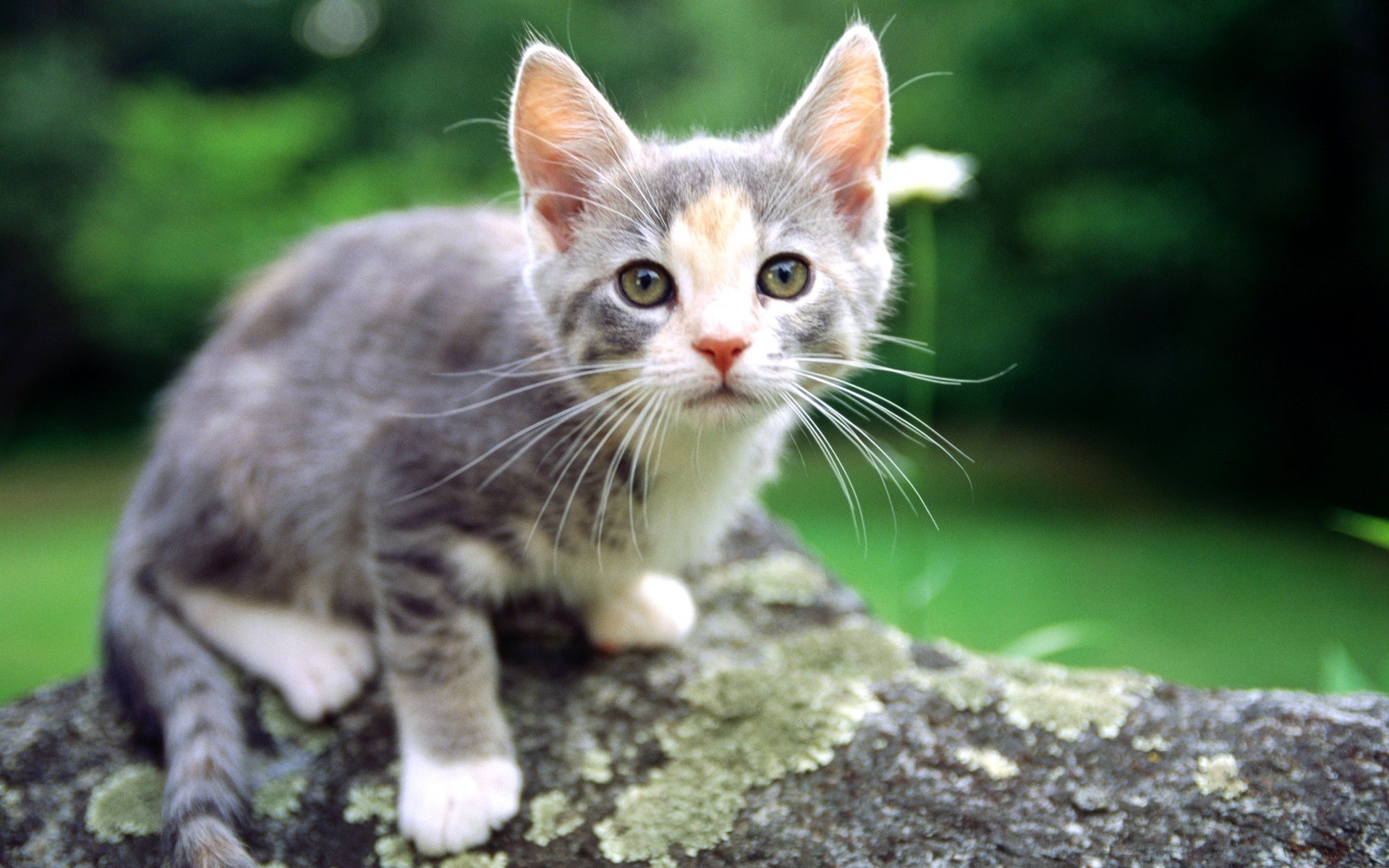 katze katze niedlich natur fell tier auge wenig haustier porträt kätzchen junge schnurrbart anzeigen säugetier sitzen