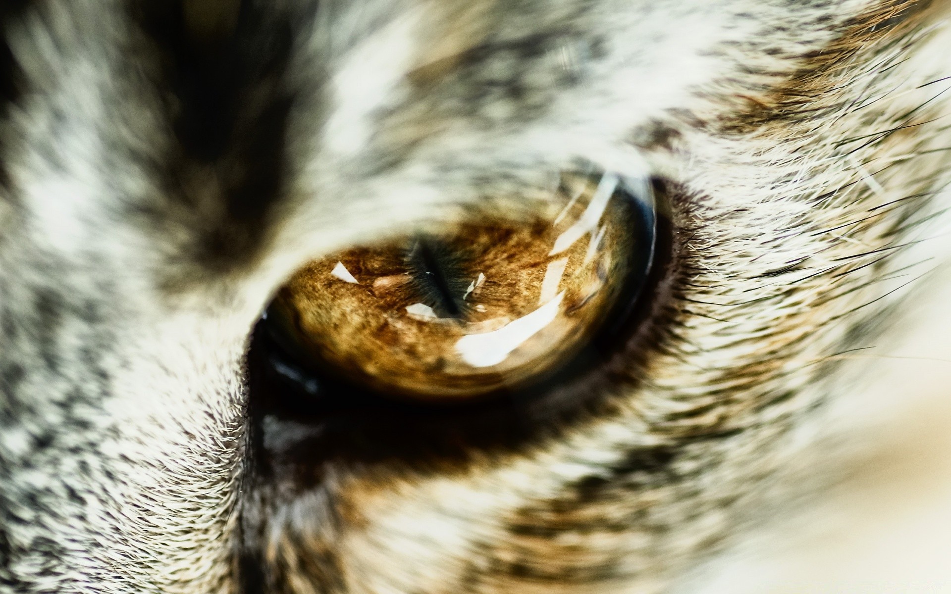 cats wildlife nature animal blur mammal cat wild zoo portrait bird