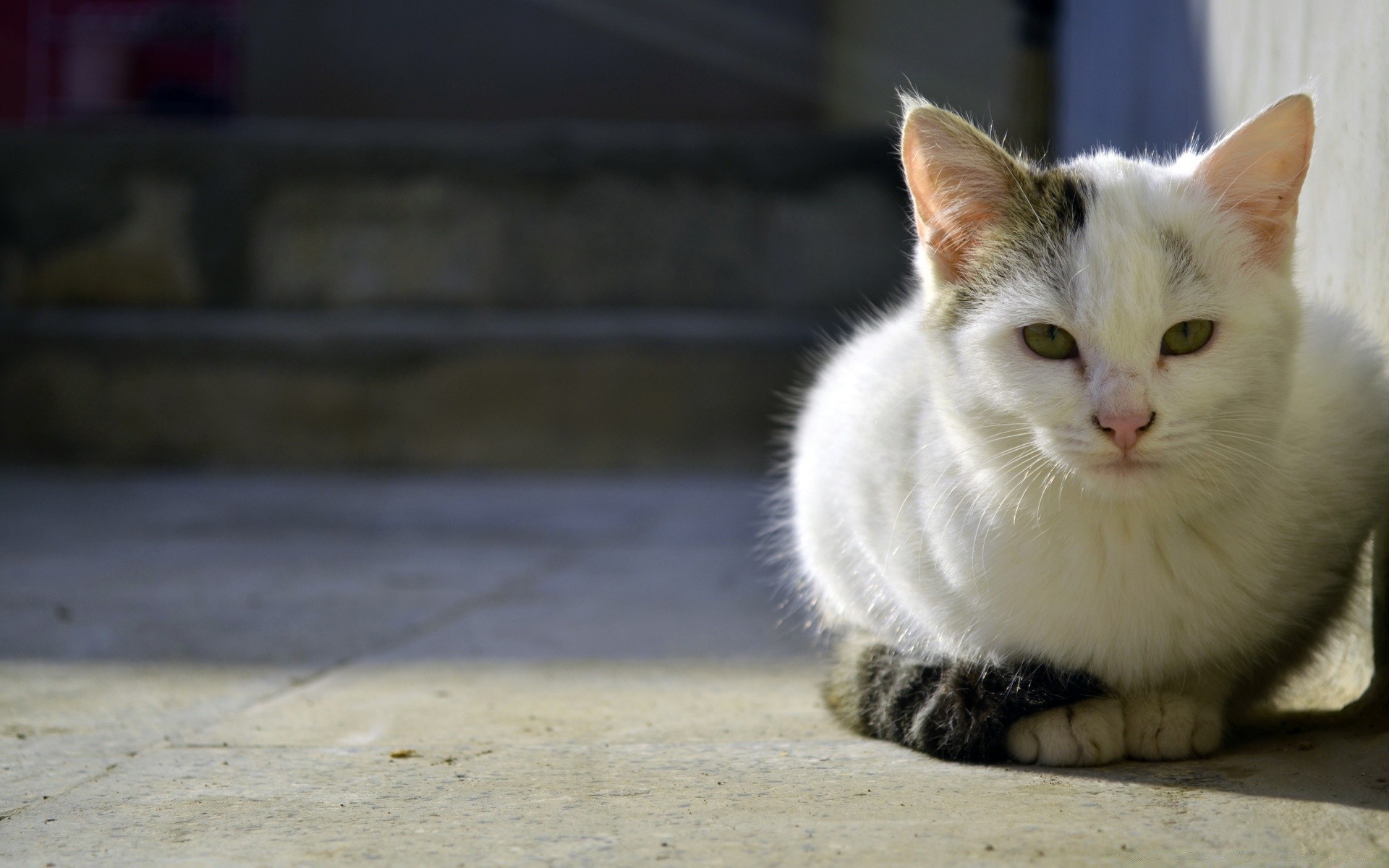 chats chat mignon animal de compagnie animal oeil fourrure portrait chaton mammifère petit domestique drôle jeune