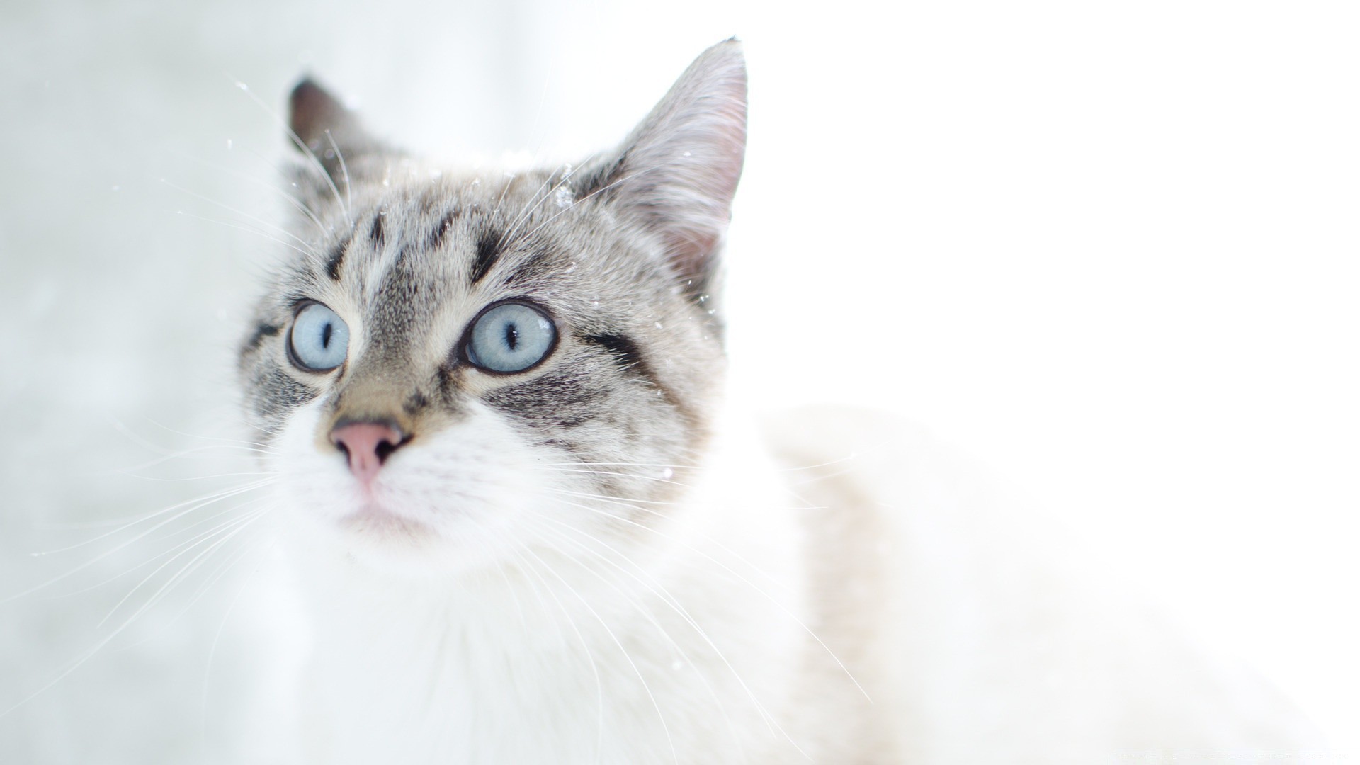 gatos lindo piel gato ojo animal joven mascota doméstico mamífero pelusa divertido viendo pequeño gatito bigote retrato pelo naturaleza