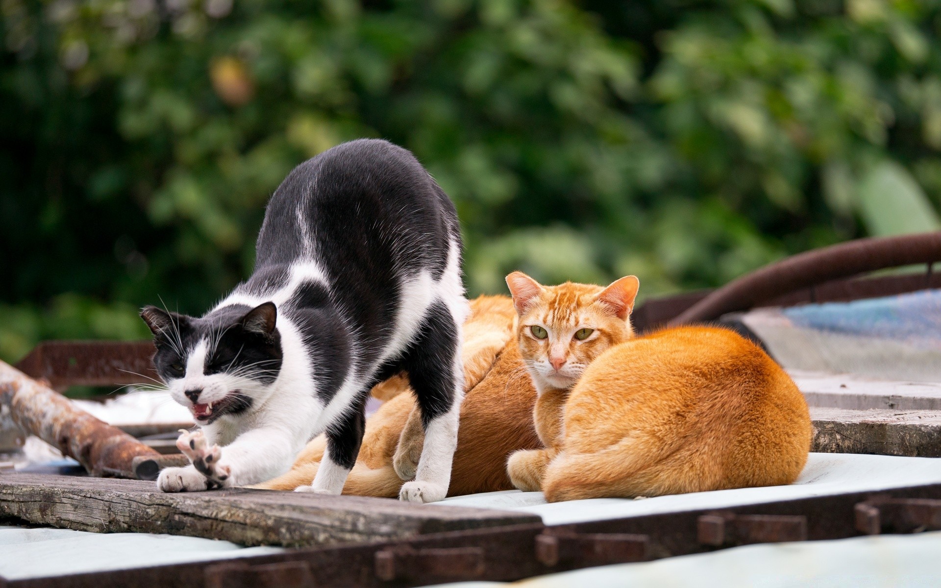 chat chat mammifère mignon animal chaton animal nature fourrure portrait peu à l extérieur aperçu domestique jeune