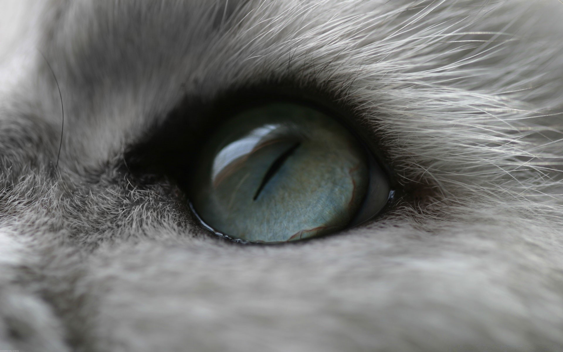 cats portrait eye face mammal dog animal cat fur close-up one hair young beautiful downy pet grey girl