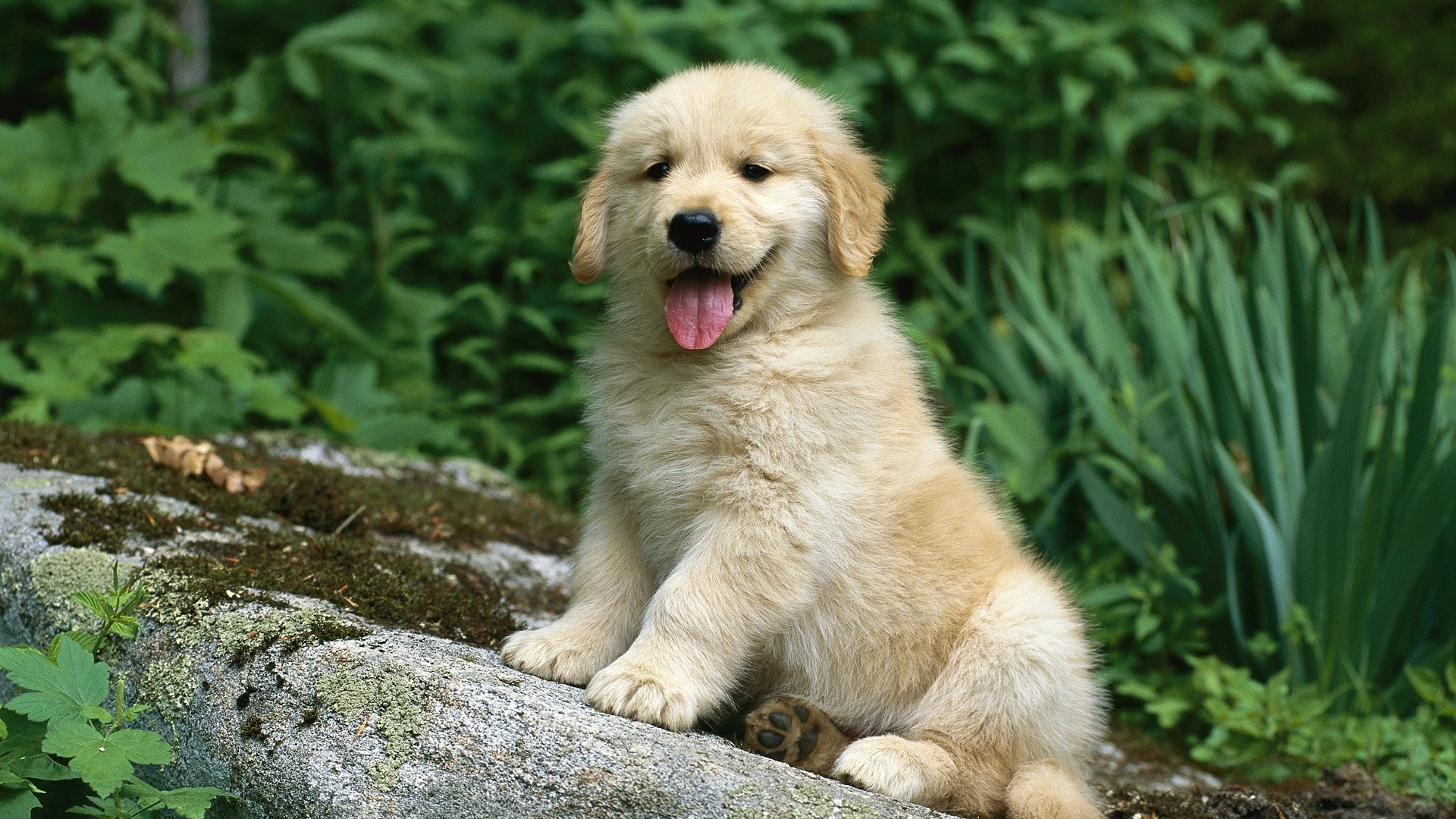 cani cane mammifero erba carino natura animale domestico animale canino pelliccia cucciolo