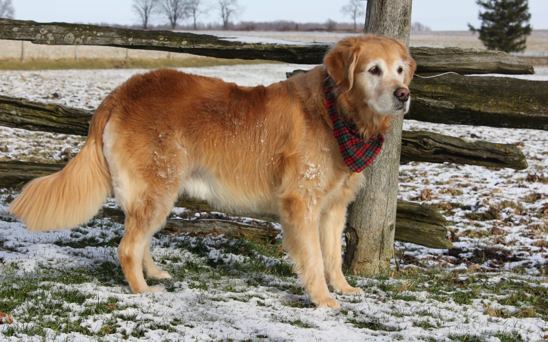 perros mamífero perro animal mascota perro hierba doméstico lindo raza