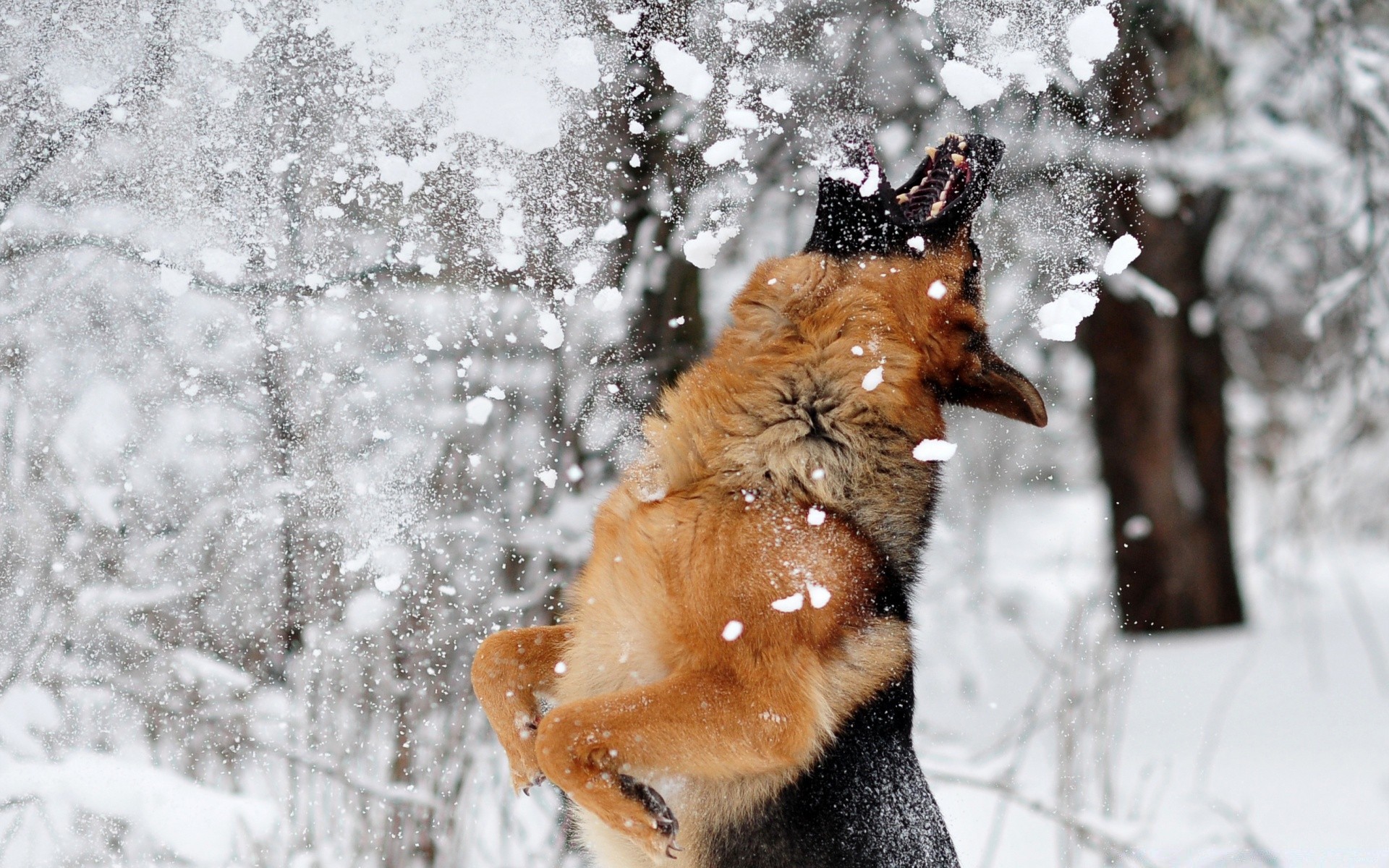 cani neve inverno freddo mammifero all aperto natura carino uno gelo legno animale ritratto fauna selvatica