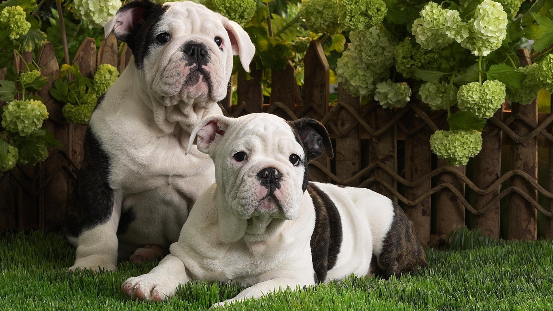 dogs dog canine mammal cute animal puppy pet grass domestic breed purebred adorable pedigree portrait bull little bulldog tongue young