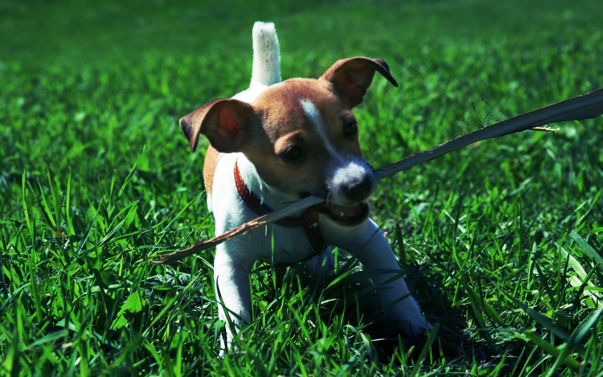 cani erba cane carino mammifero animale domestico animale domestico giovane cucciolo cane piccolo domestico divertente fieno natura