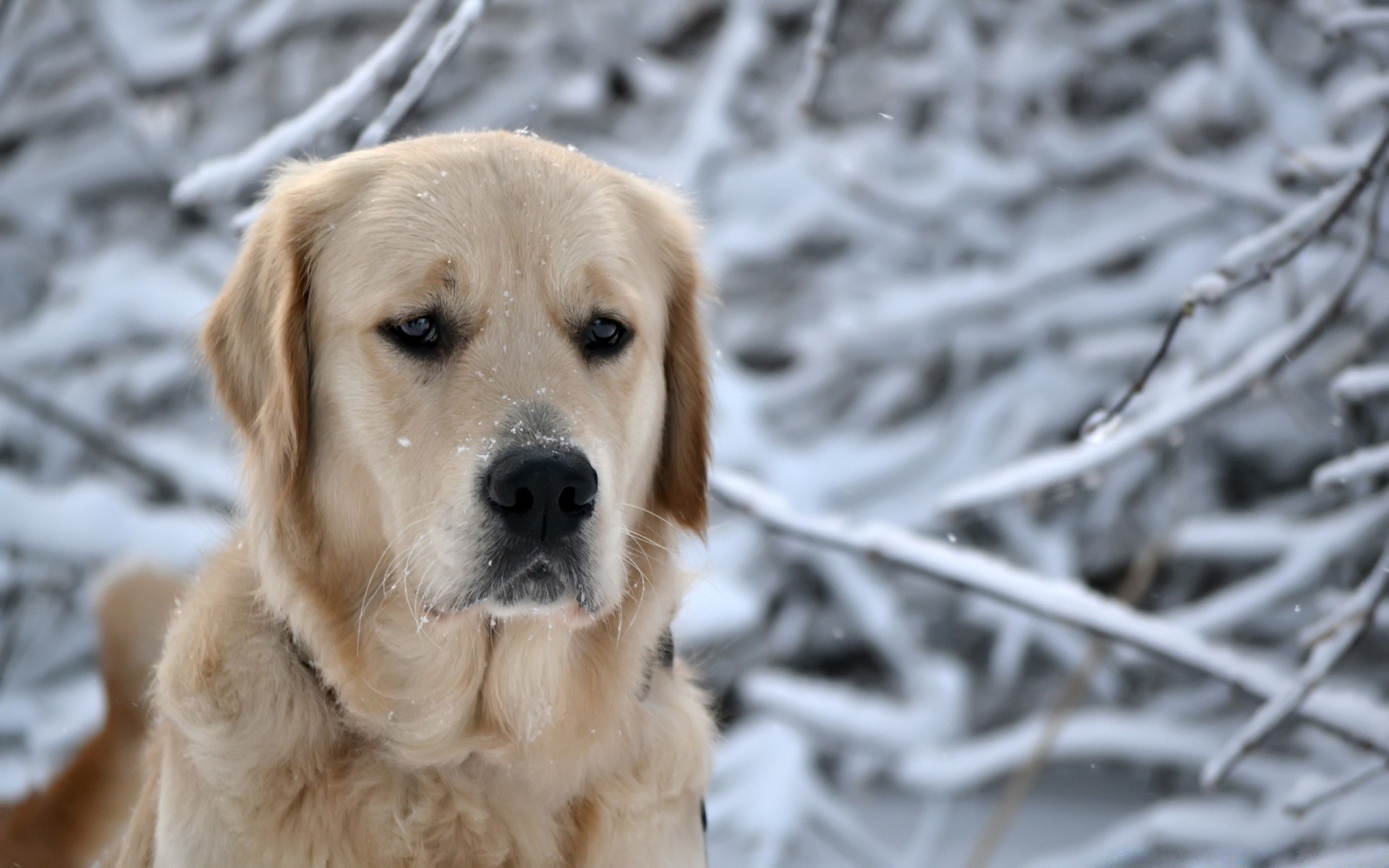 cani cane carino animale domestico animale retriever mammifero piccolo canino