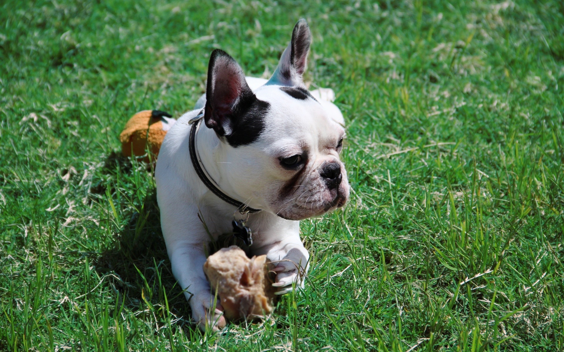 cani cane mammifero canino carino animale cucciolo animale domestico erba piccolo razza domestico adorabile divertente ritratto purosangue giovane pedigree anteprima pelliccia