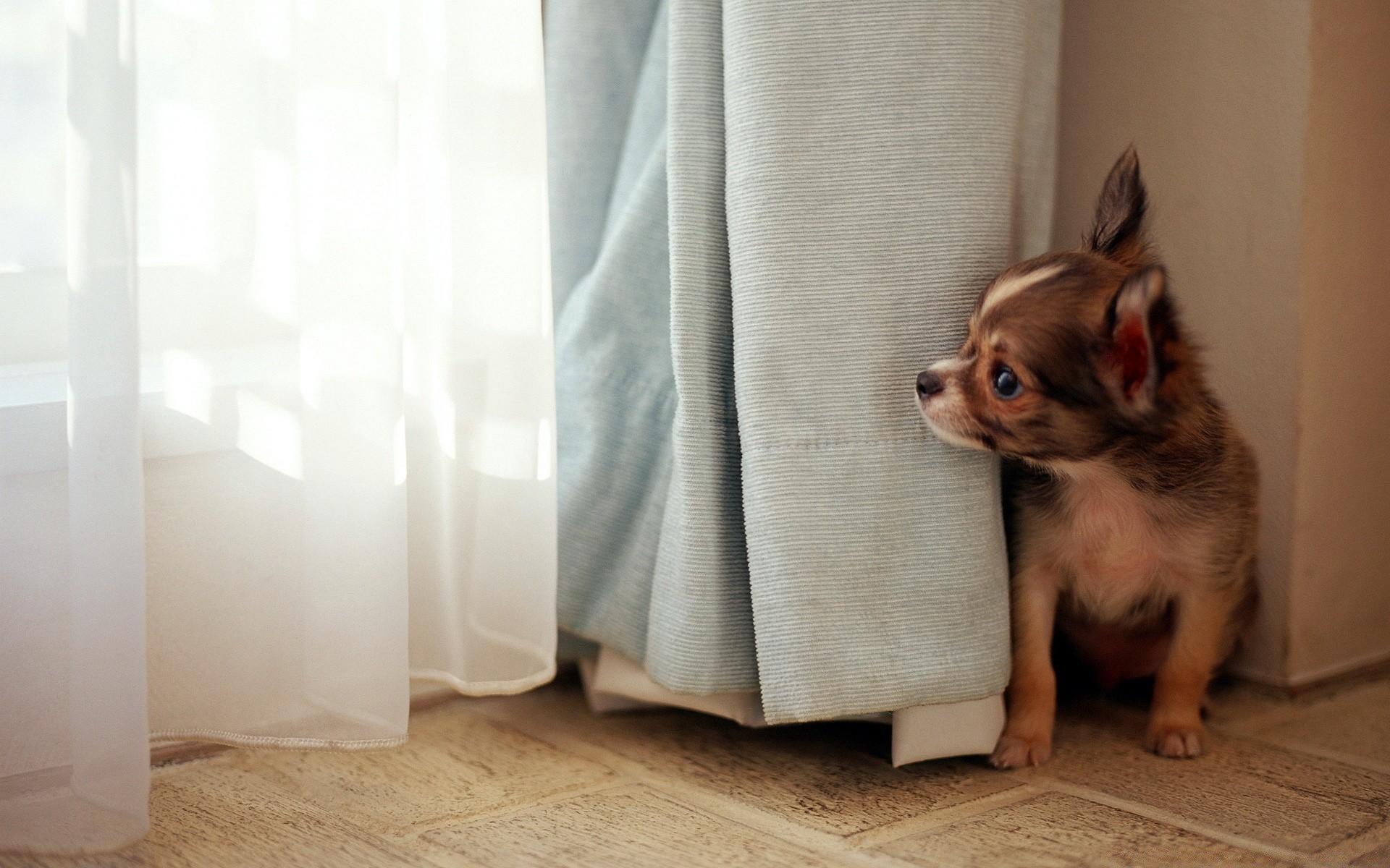 chien pet chien à l intérieur domestique s asseoir mignon mammifère animal famille portrait drôle chambre cynologue