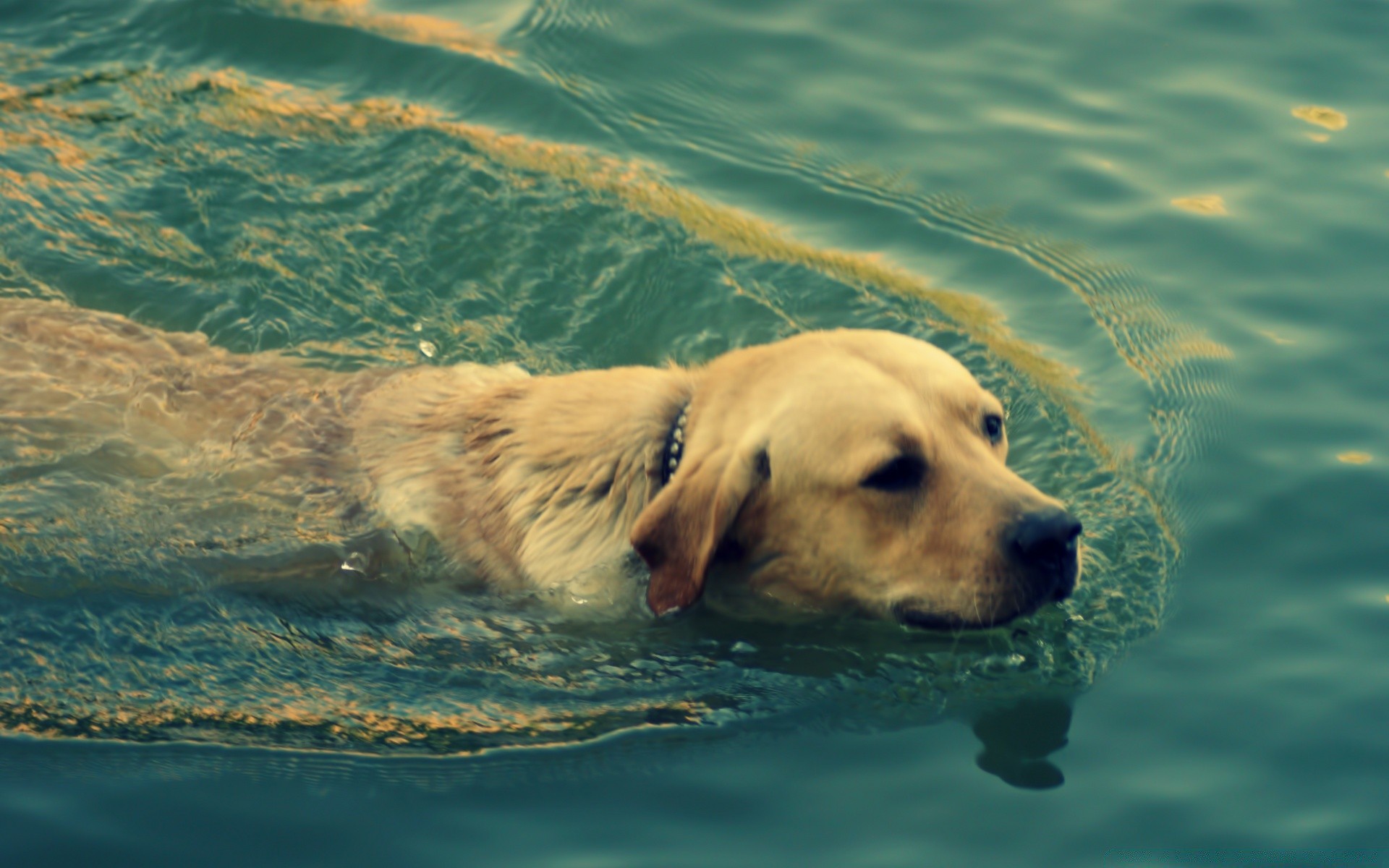 chien eau chien mammifère humide mer animal