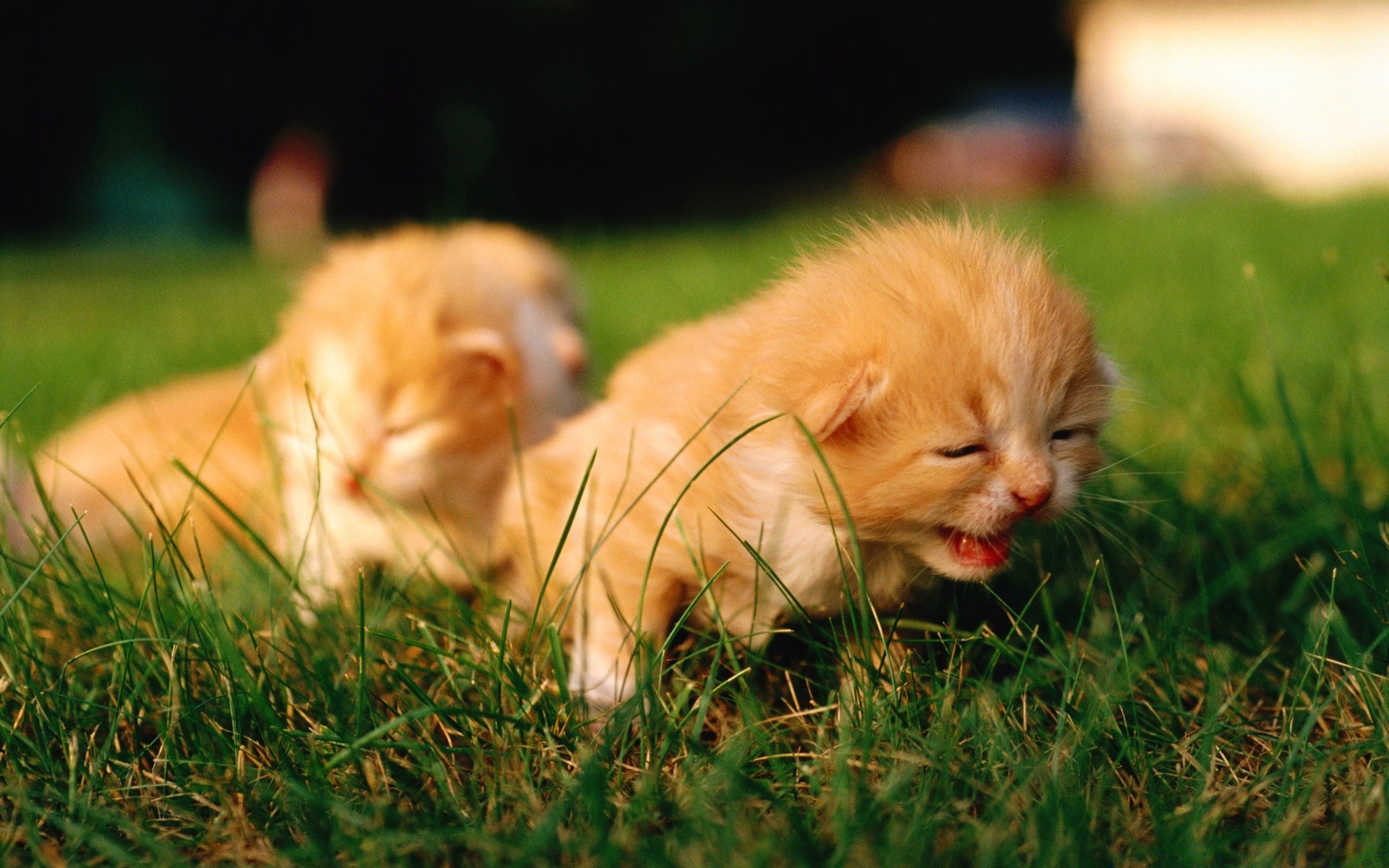 cats cute grass dog mammal animal cat little pet fur puppy baby canine nature young portrait adorable domestic