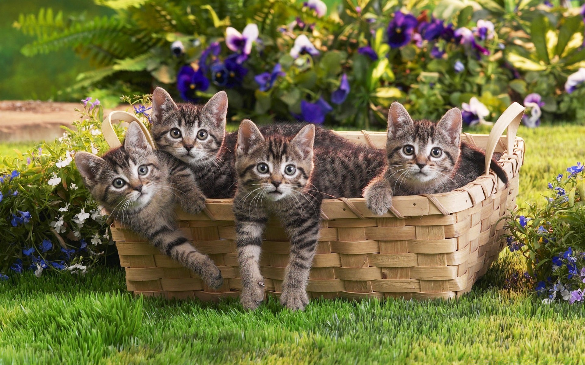 gatos lindo gato animal hierba gatito mamífero naturaleza pequeño mascota doméstico pelaje joven niño al aire libre adorable