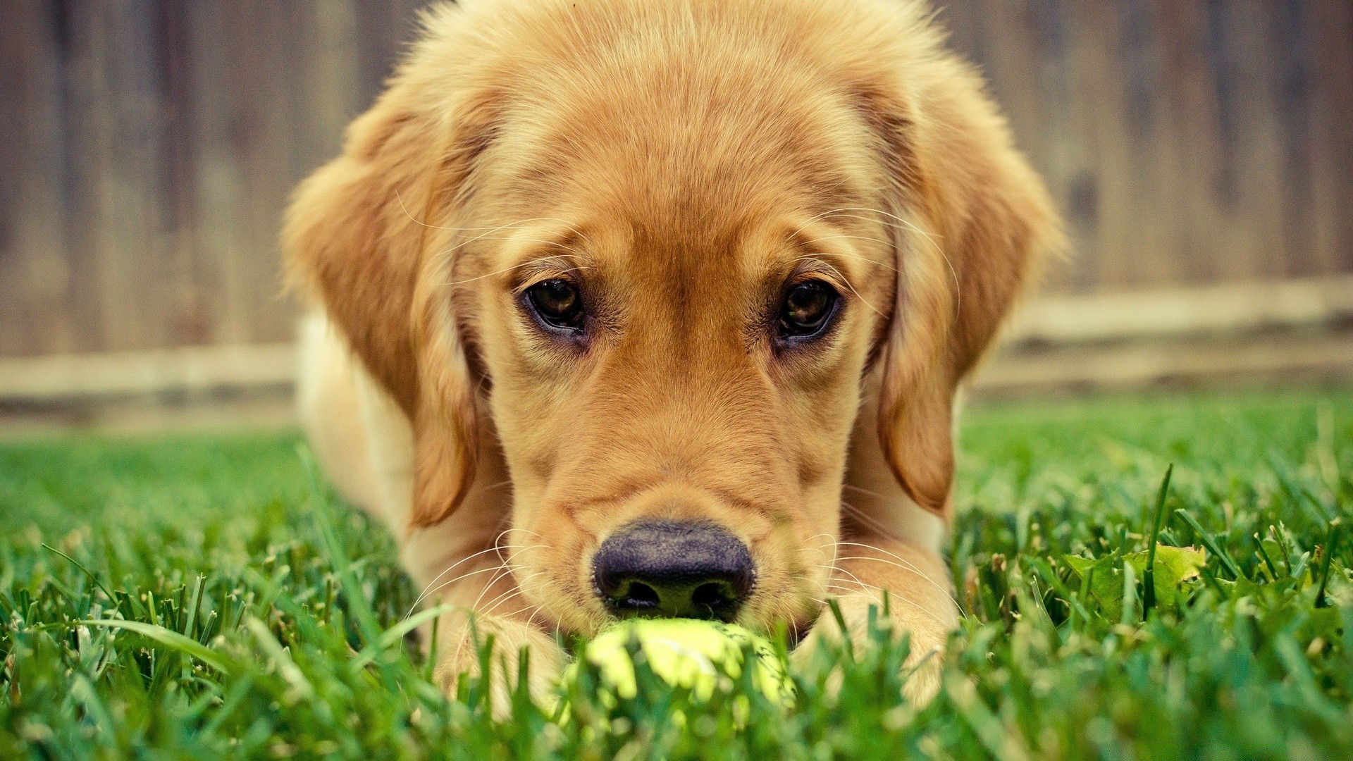 cani cane carino erba cucciolo canino animale domestico animale mammifero retriever pelliccia piccolo razza pedigree domestico adorabile giovane ritratto purosangue segugio