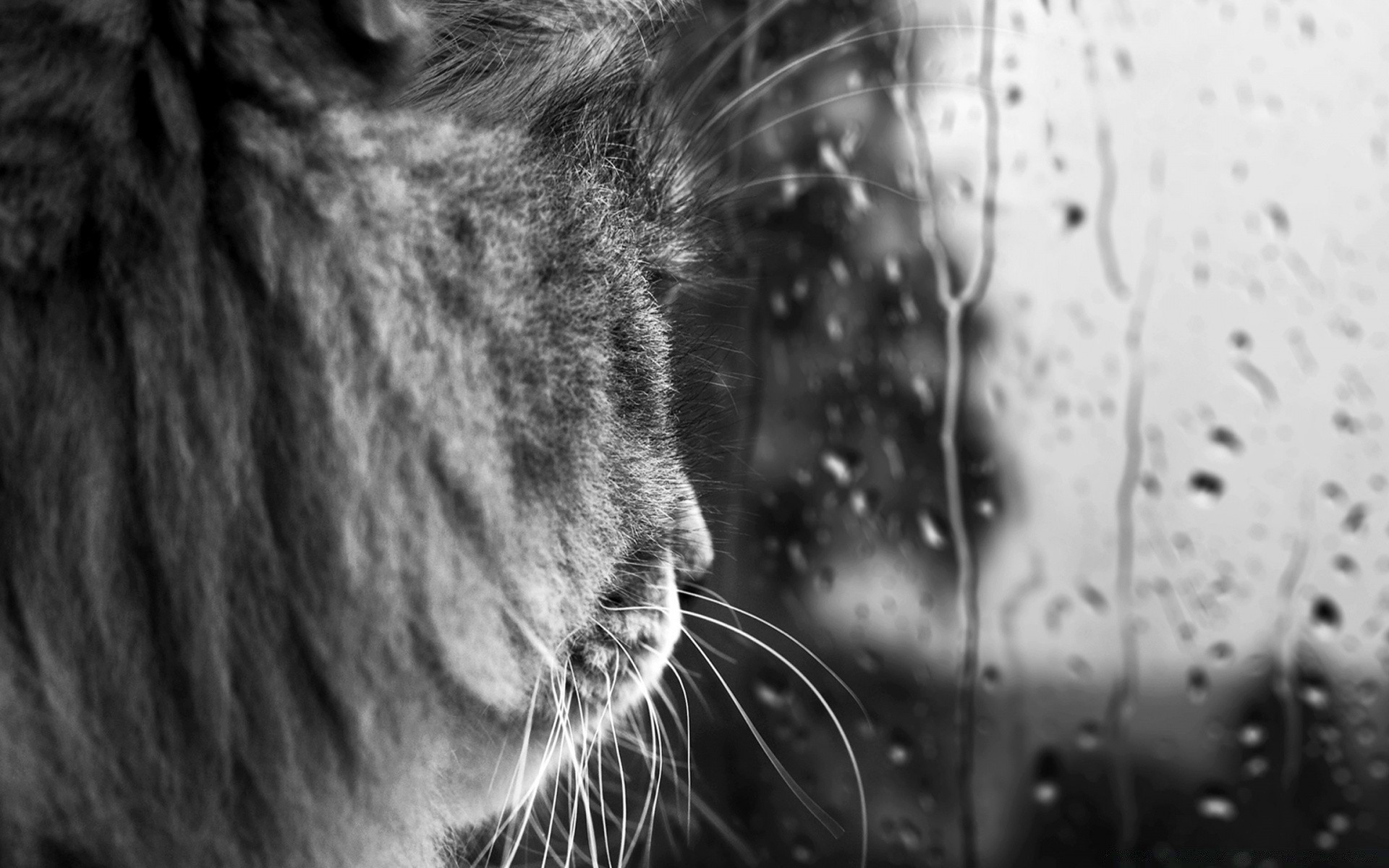 chats chat monochrome portrait animal animal de compagnie un chaton oeil nature mammifère noir et blanc cheveux fourrure