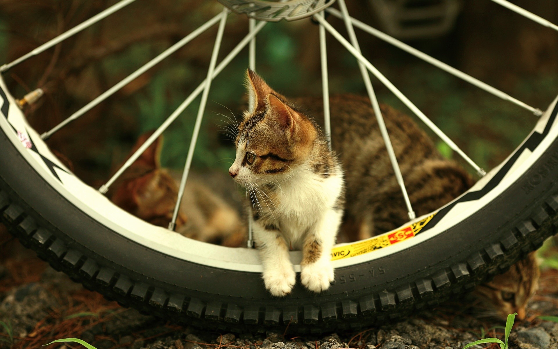 chats mignon petit chat mammifère