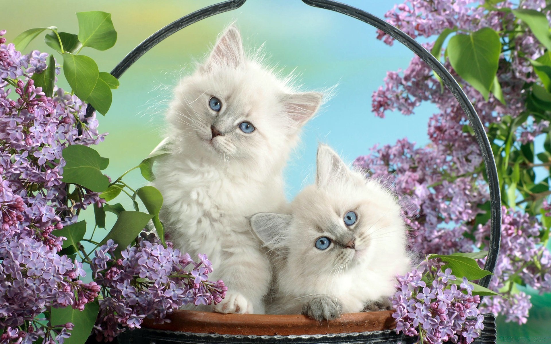 cats flower nature cat garden little beautiful flora domestic cute animal