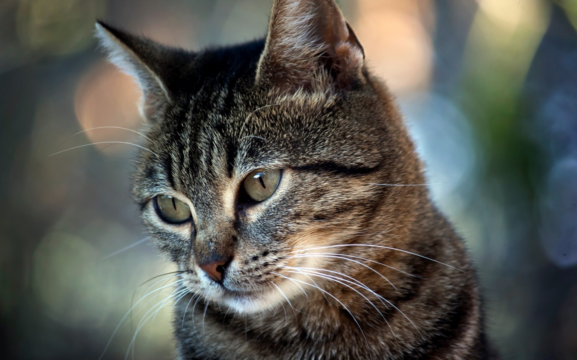 猫 猫 动物 哺乳动物 宠物 肖像 可爱 毛皮 眼睛 小猫 头 国内 性质 视图