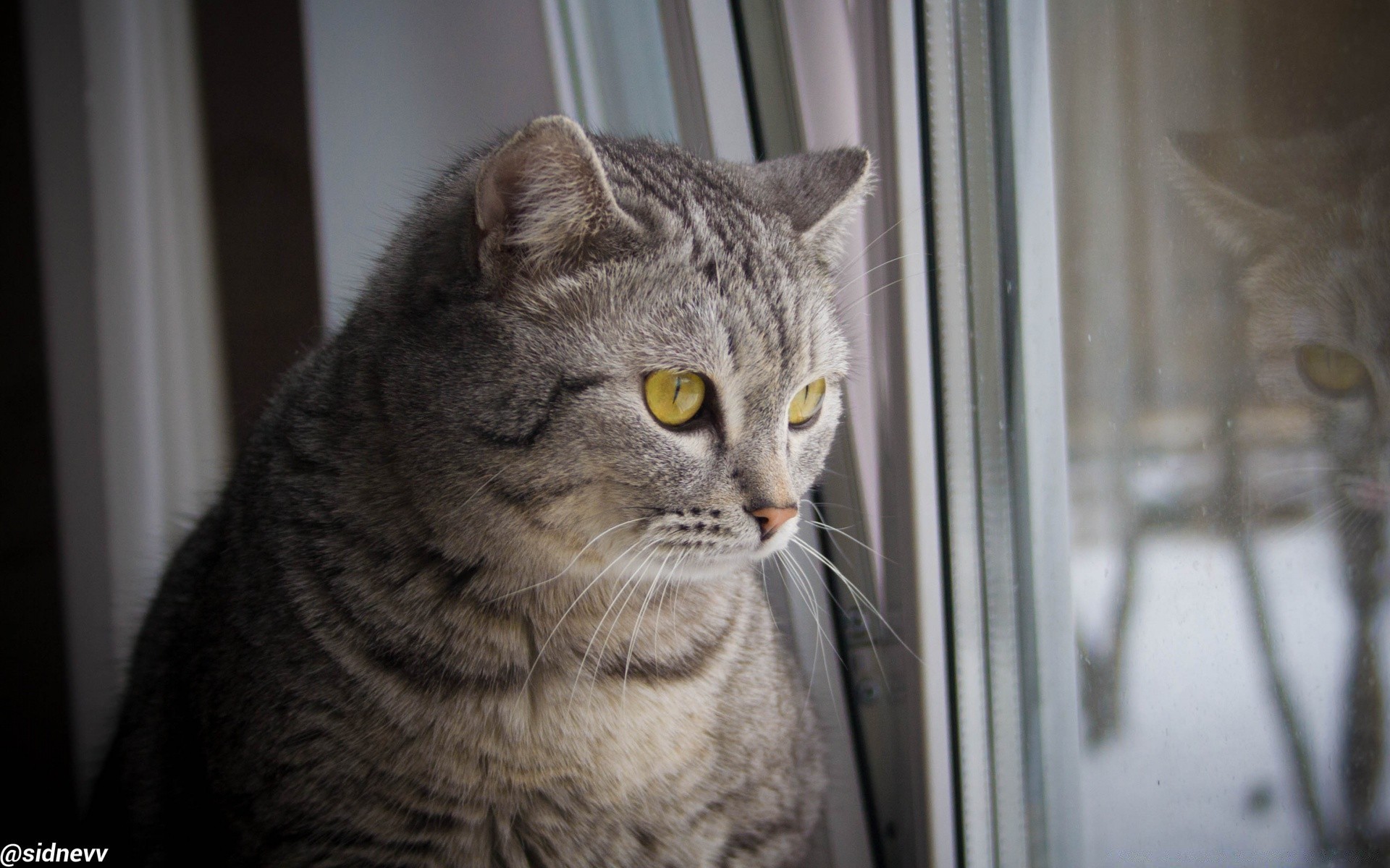 gatti gatto ritratto occhio animale domestico singolo mammifero carino gattino visualizzazione domestico pelliccia