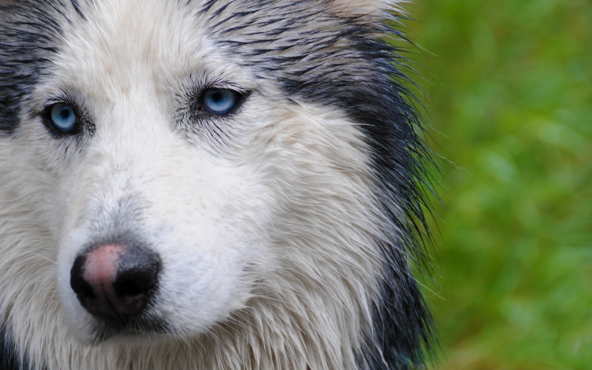 perro animal mamífero perro retrato vida silvestre naturaleza lobo perro lindo depredador ojo piel ver cabeza salvaje