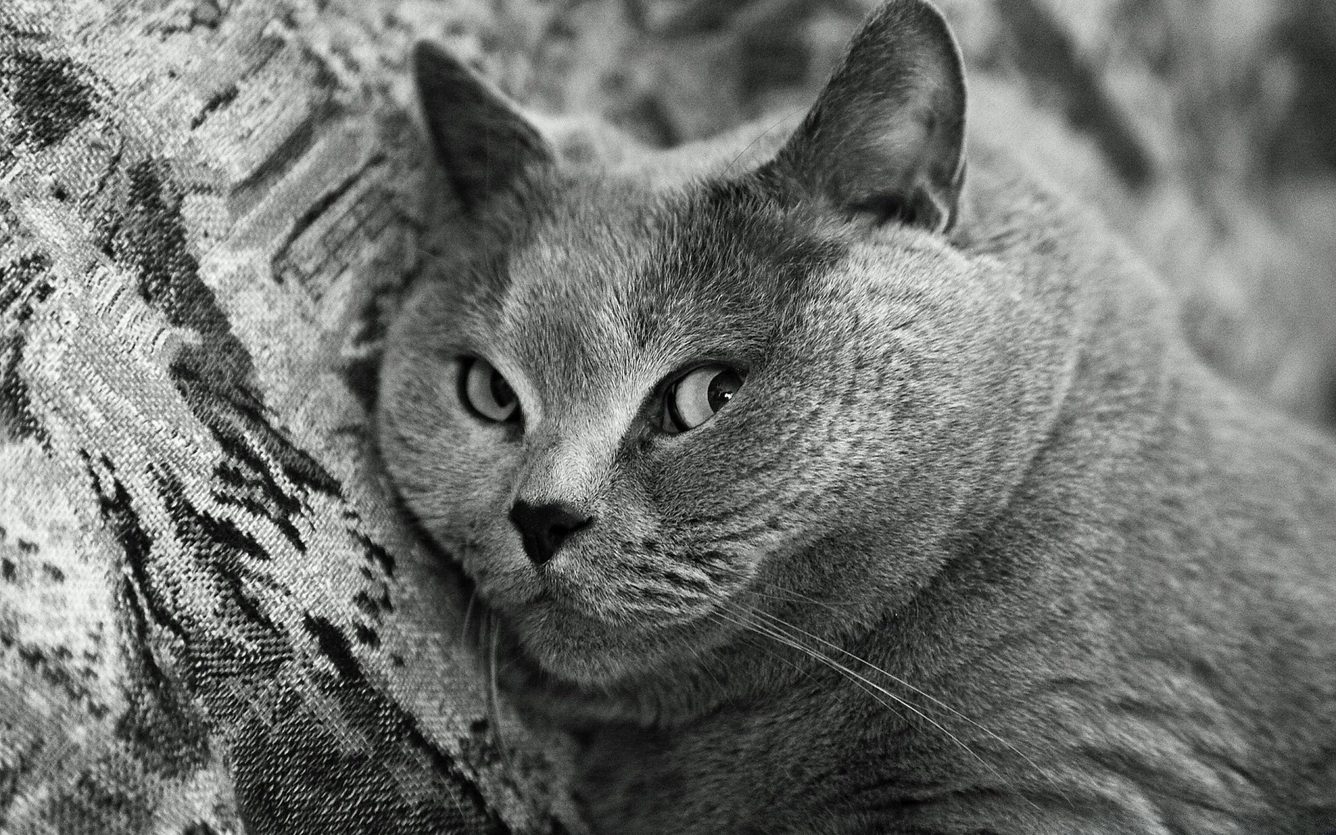 katze katze tier fell porträt säugetier auge natur niedlich haustier grau ansicht haare ein