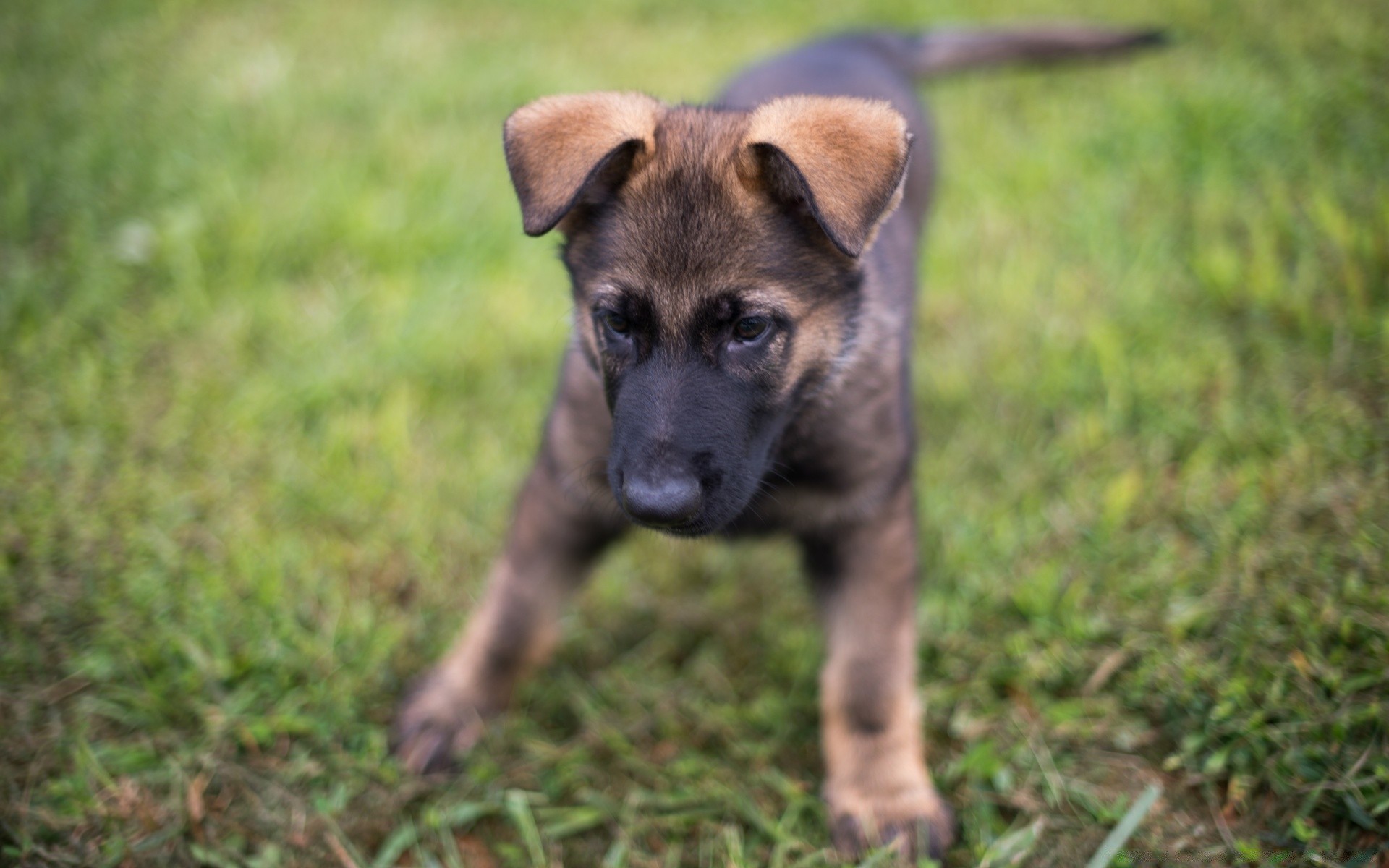 chien mammifère chien cynologue animal herbe mignon chiot animal de compagnie portrait jeune fourrure nature peu aperçu domestique race