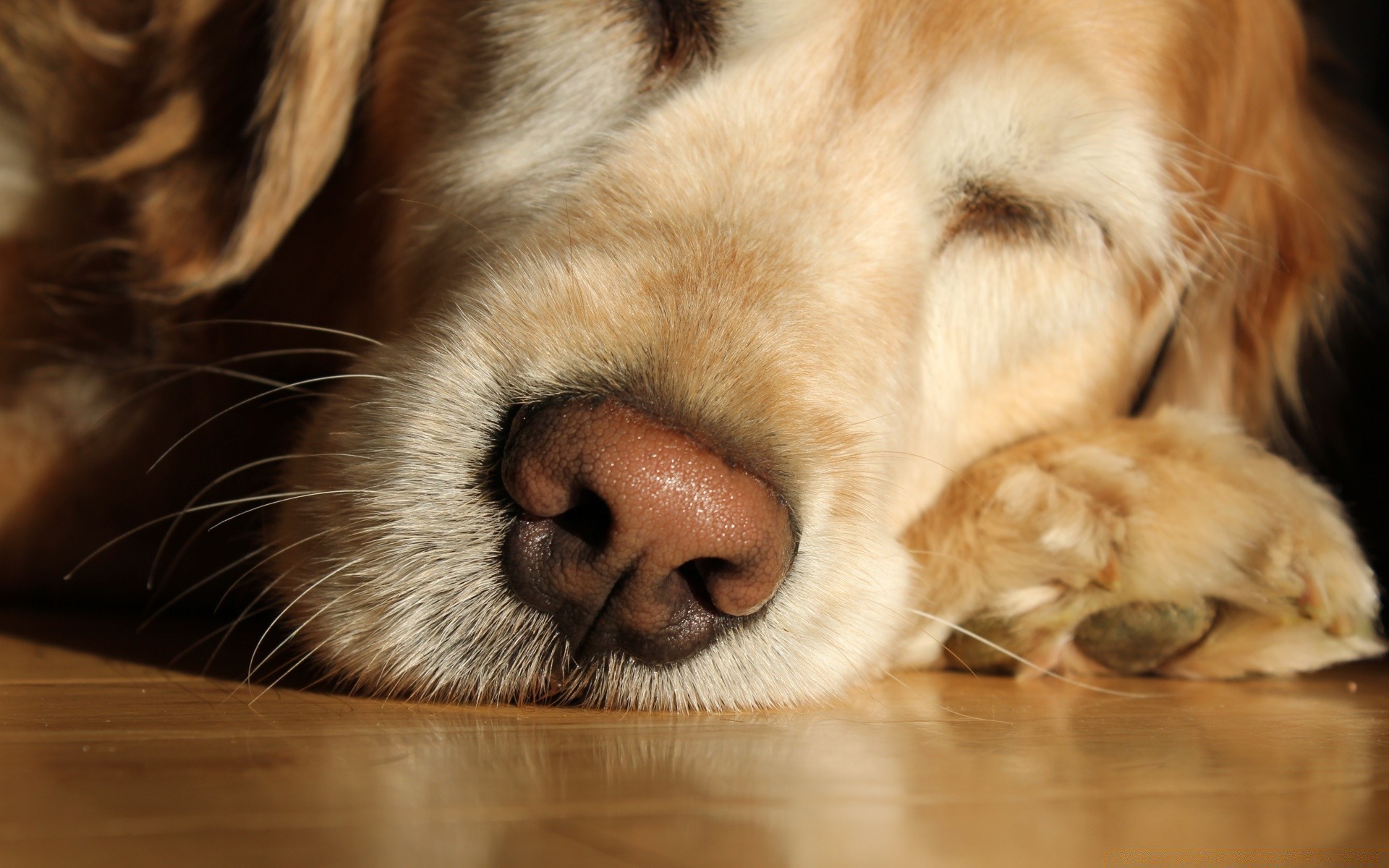 chien chien mammifère animal de compagnie chiot cynologue mignon animal portrait retriever domestique fourrure peu race pur-sang aperçu adorable studio chat s asseoir