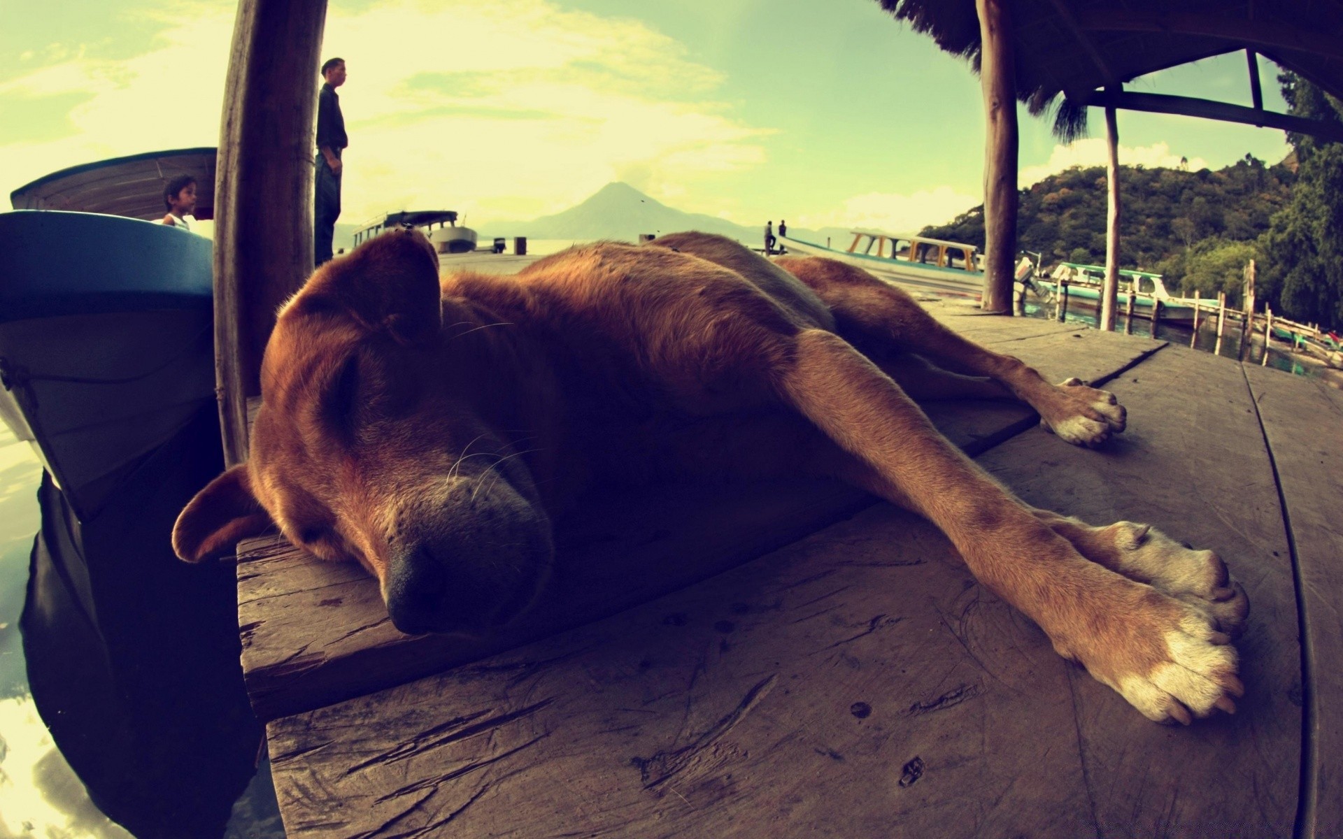 cães sozinho viagens mamífero carro cão ao ar livre retrato sistema de transporte carro animal de estimação adulto praia