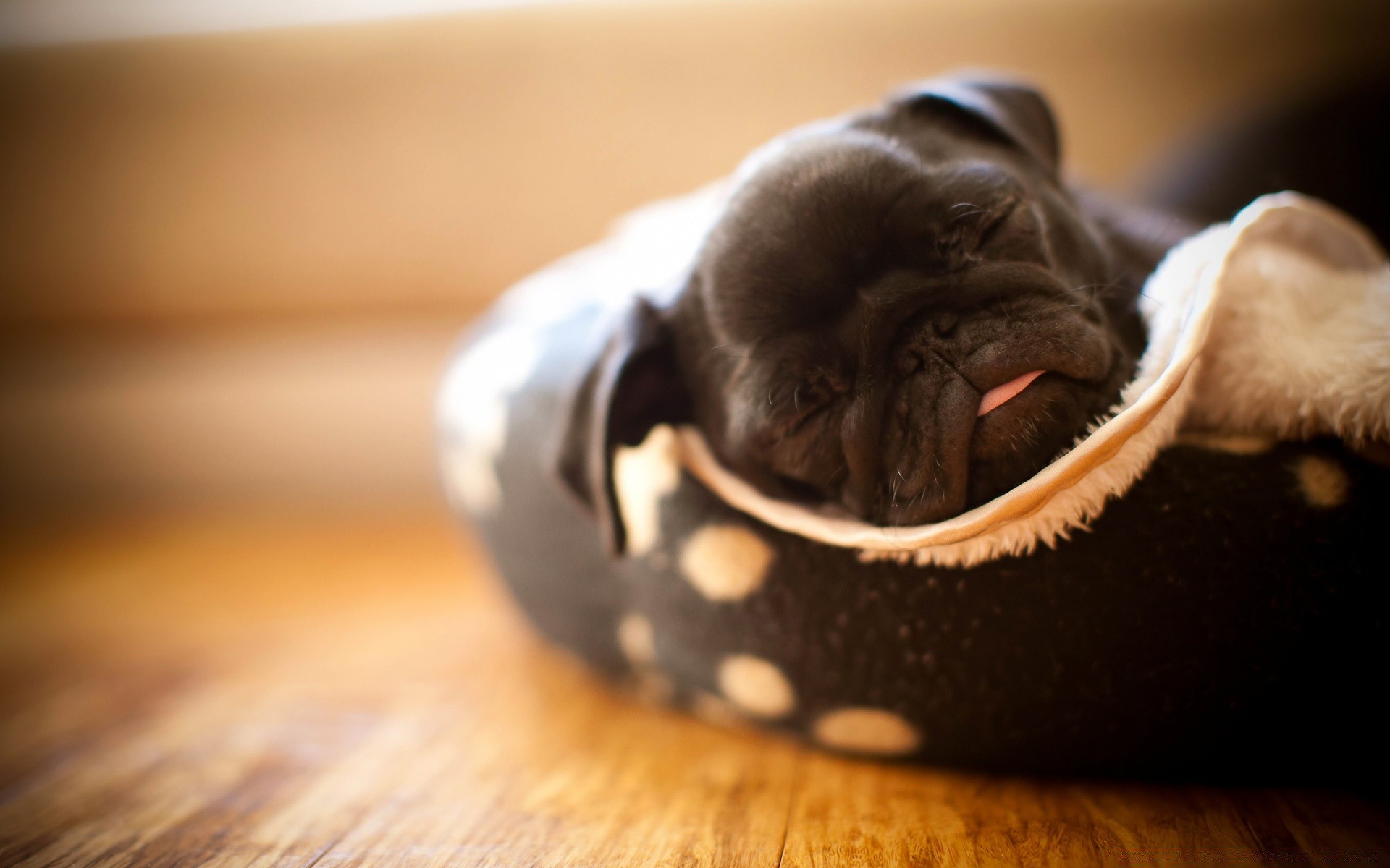 cães cão retrato fofa filhote de cachorro animal de estimação cinegrafista dentro de casa chocolate sozinho mamífero pequeno estúdio comida confeitaria ainda vida doce