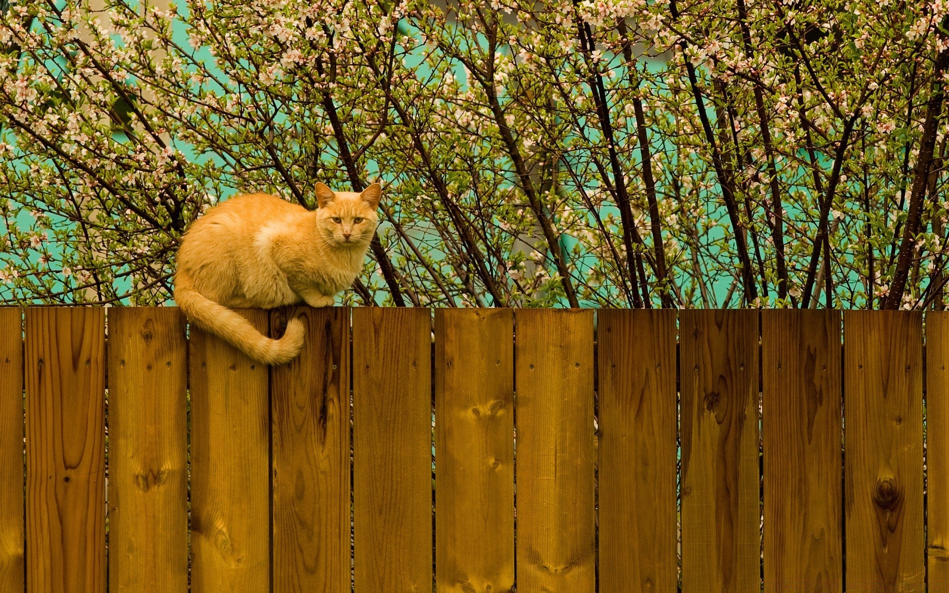 chats clôture bois en bois bois nature à l extérieur paysage parc couleur bureau