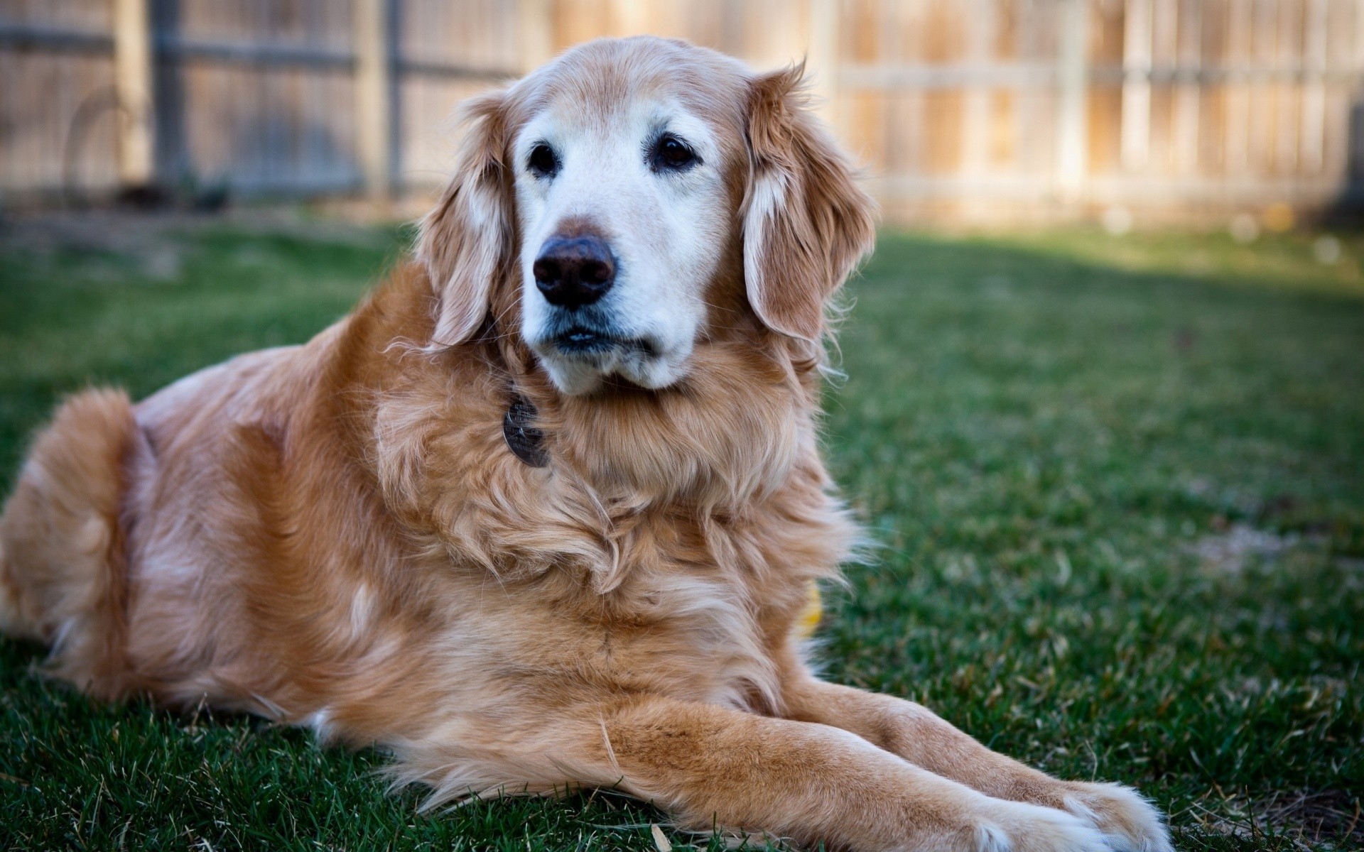 hunde hund haustier niedlich hundeführer säugetier welpe gras retriever tier porträt fell inländische rasse liebenswert junge anzeigen freundlich golden retriever stammbaum reinrassig