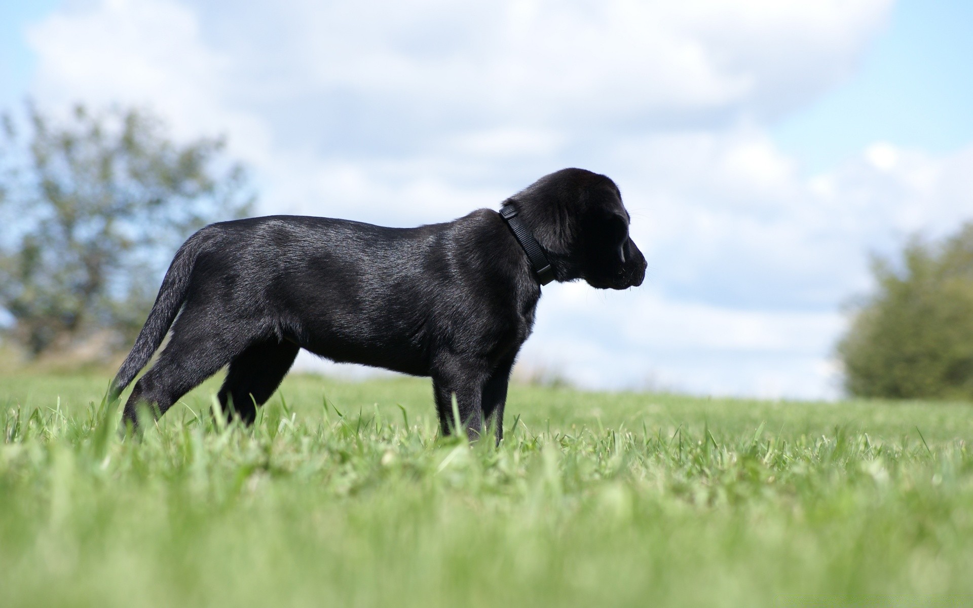 dogs grass mammal field animal dog hayfield nature cute canine pet outdoors