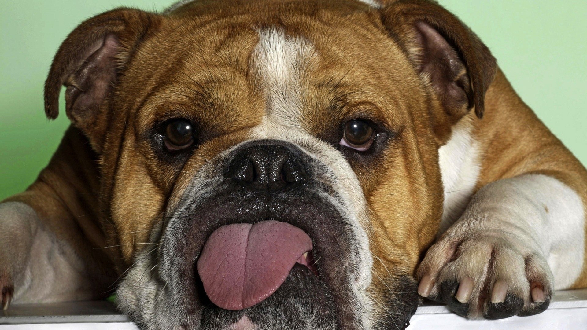 cani cane canino mammifero carino animale domestico cucciolo ritratto purosangue animale adorabile razza piccolo bulldog toro boxer studio sedersi divertente pelliccia pedigree