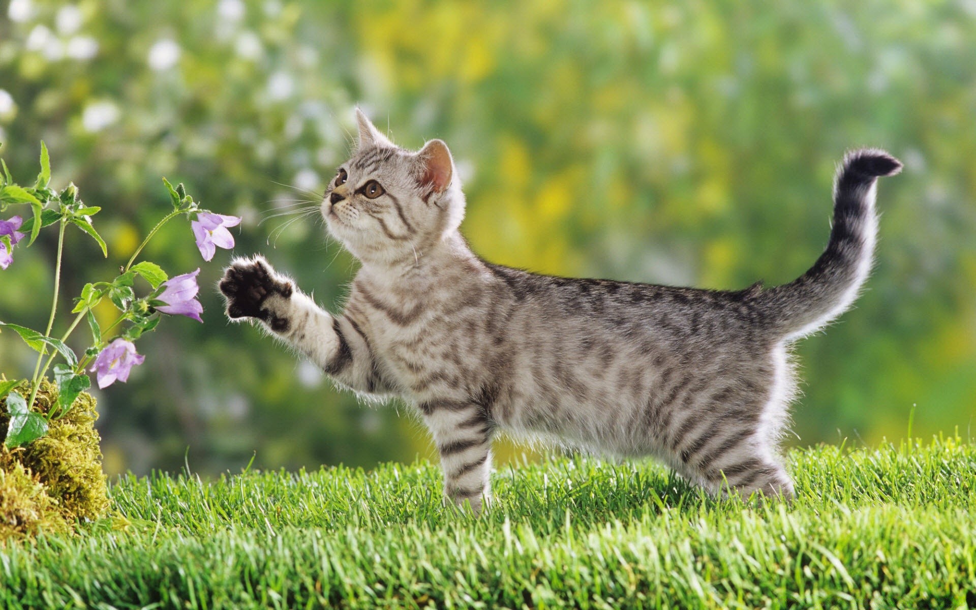 katze tier gras katze niedlich säugetier inländische natur wenig fell haustier jung kätzchen flaumig liebenswert kind rasse heuhaufen neugierig flauschig sitzen