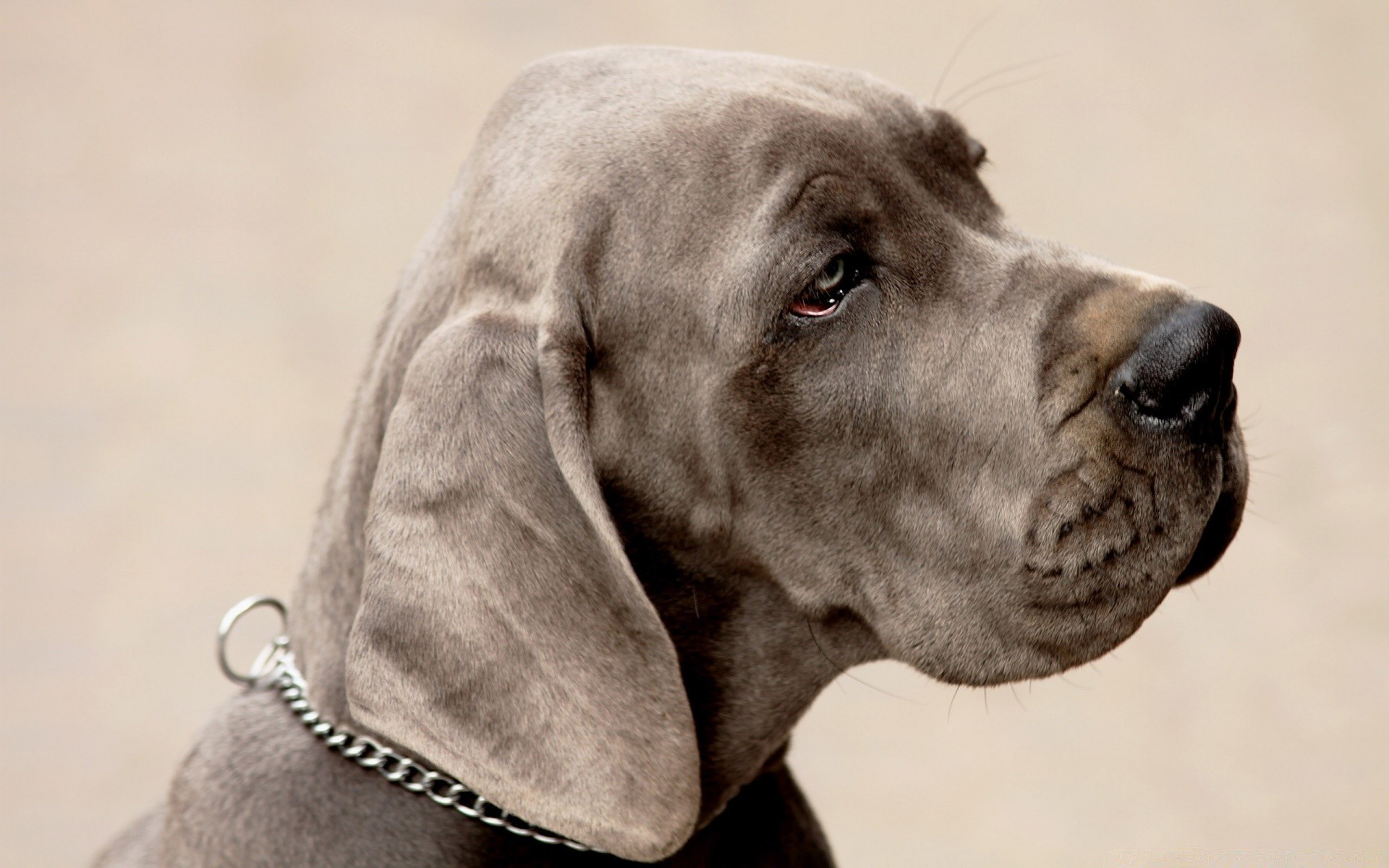 perros perro retrato perro mamífero mascota animal solo cachorro lindo estudio retriever