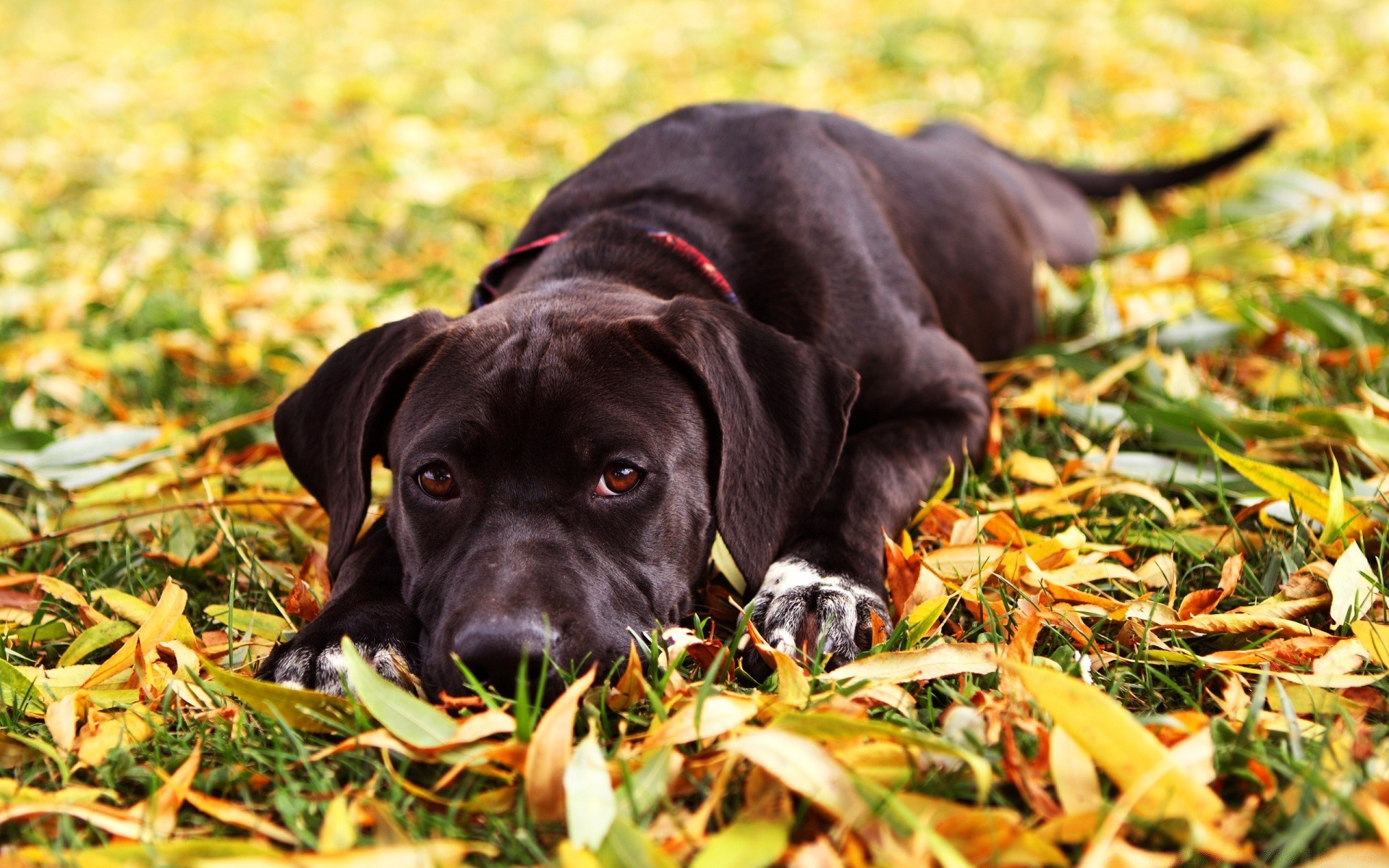 dogs cute portrait grass dog mammal young pet nature animal funny