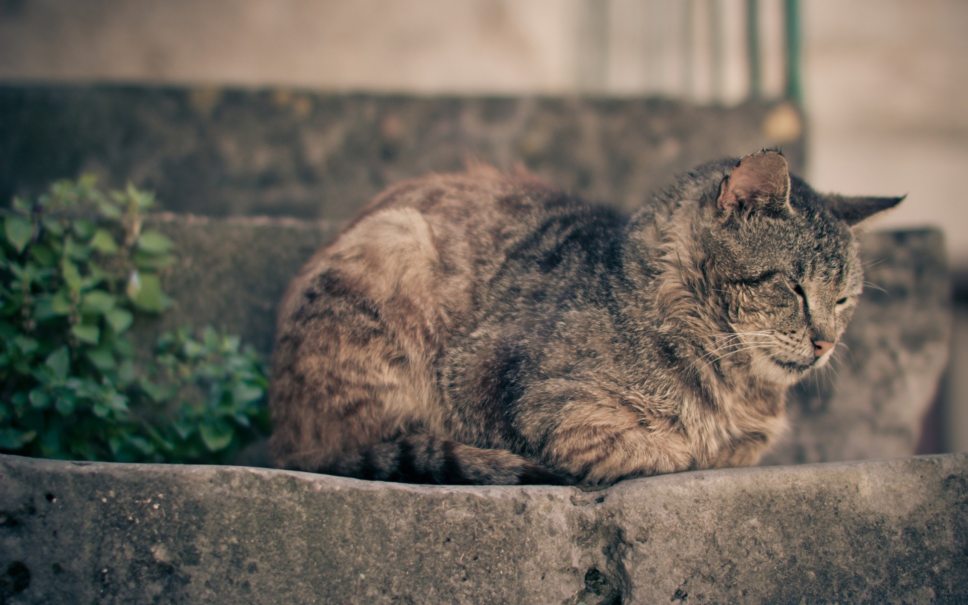 gatos gato mamífero animal natureza ao ar livre retrato vida selvagem gatinho pele fofa selvagem animal de estimação predador olho