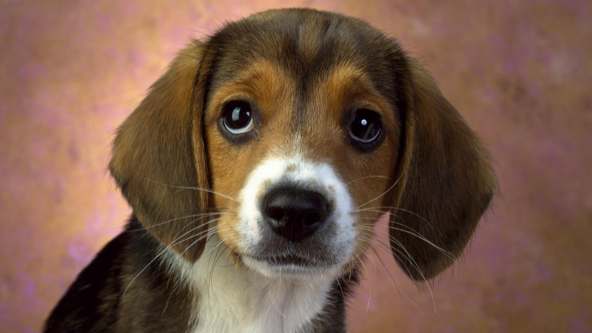 gatos perro mamífero mascota perro lindo cachorro animal retrato pequeño adorable raza pedigrí joven ver perro doméstico estudio pedigrí