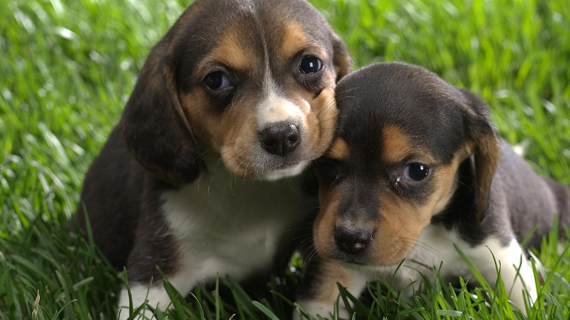 chien chien cynologue mammifère mignon chiot animal animal herbe adorable petit pur-sang beagle race chien jeune pedigree domestique aperçu fourrure