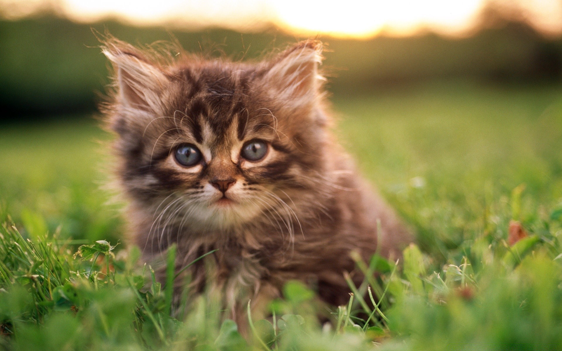 cats animal cat cute mammal grass nature little pet fur young kitten portrait eye