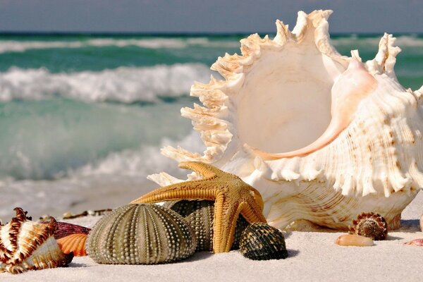 Seashells on the sand. Sea view